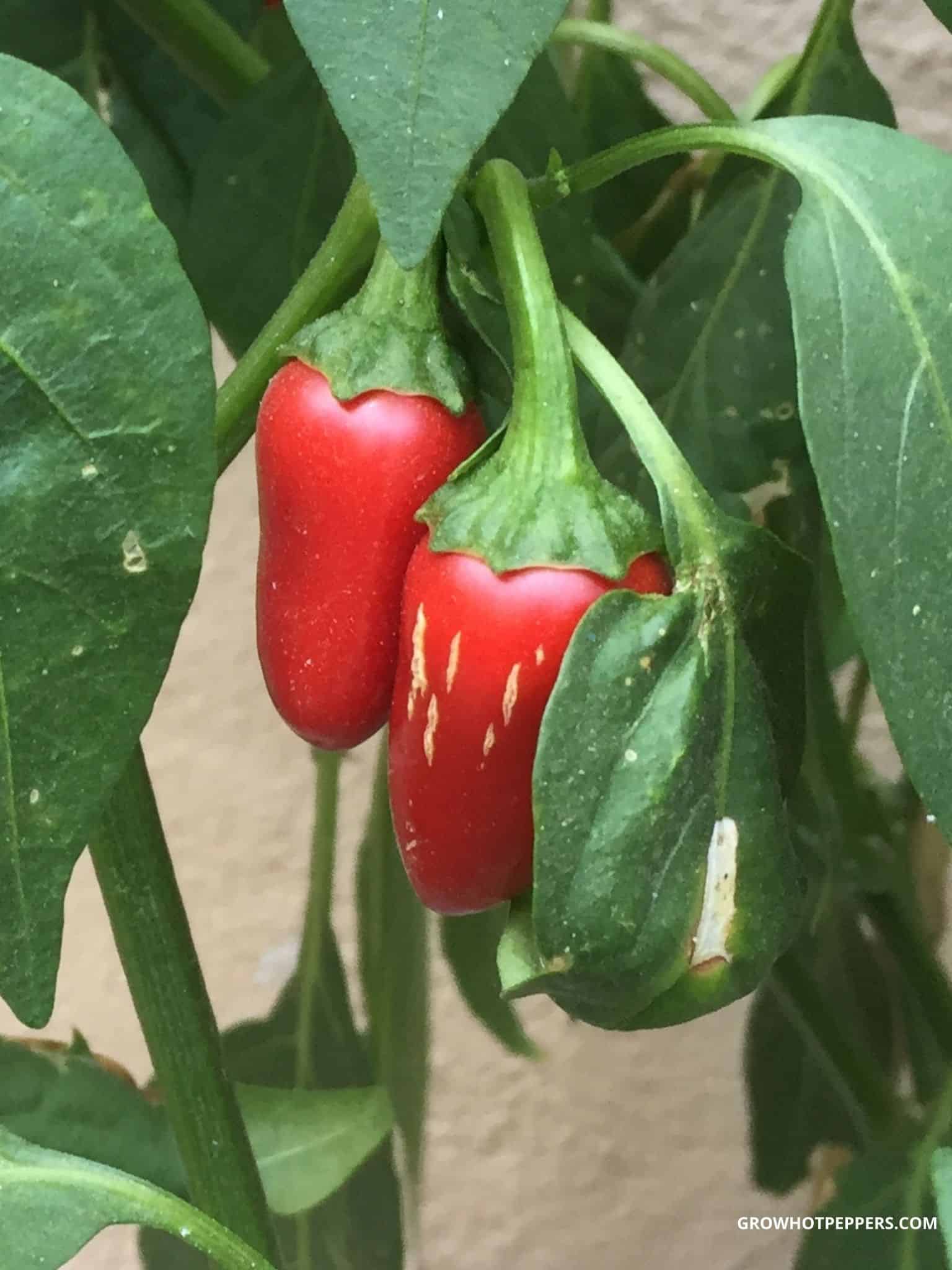When To Pick Jalapenos Here's When They're Ready Grow Hot Peppers