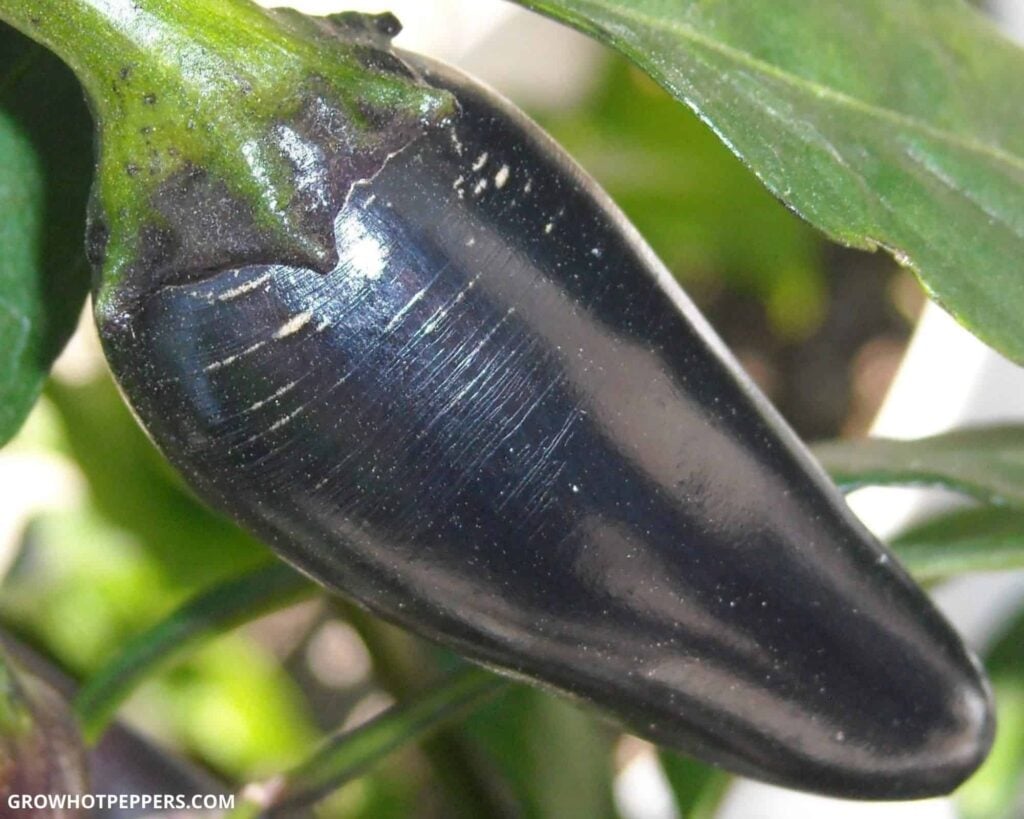 jalapeño morado: cuándo elegir