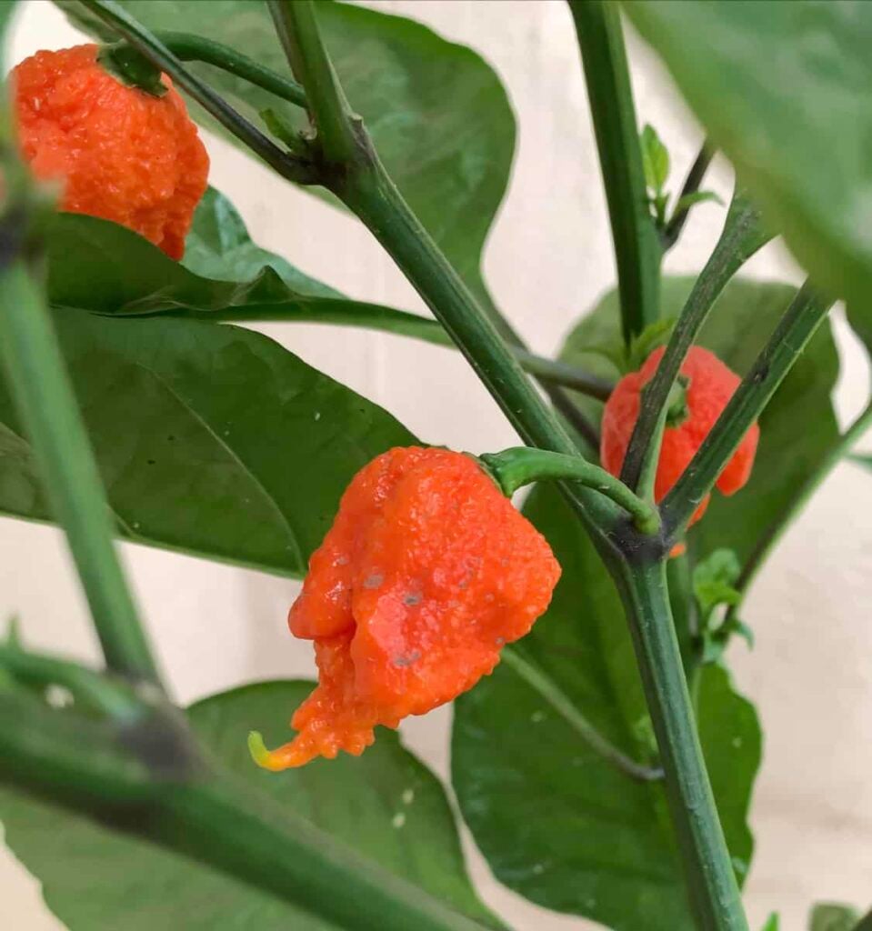 superhot pepper grower, carolina reaper plant
