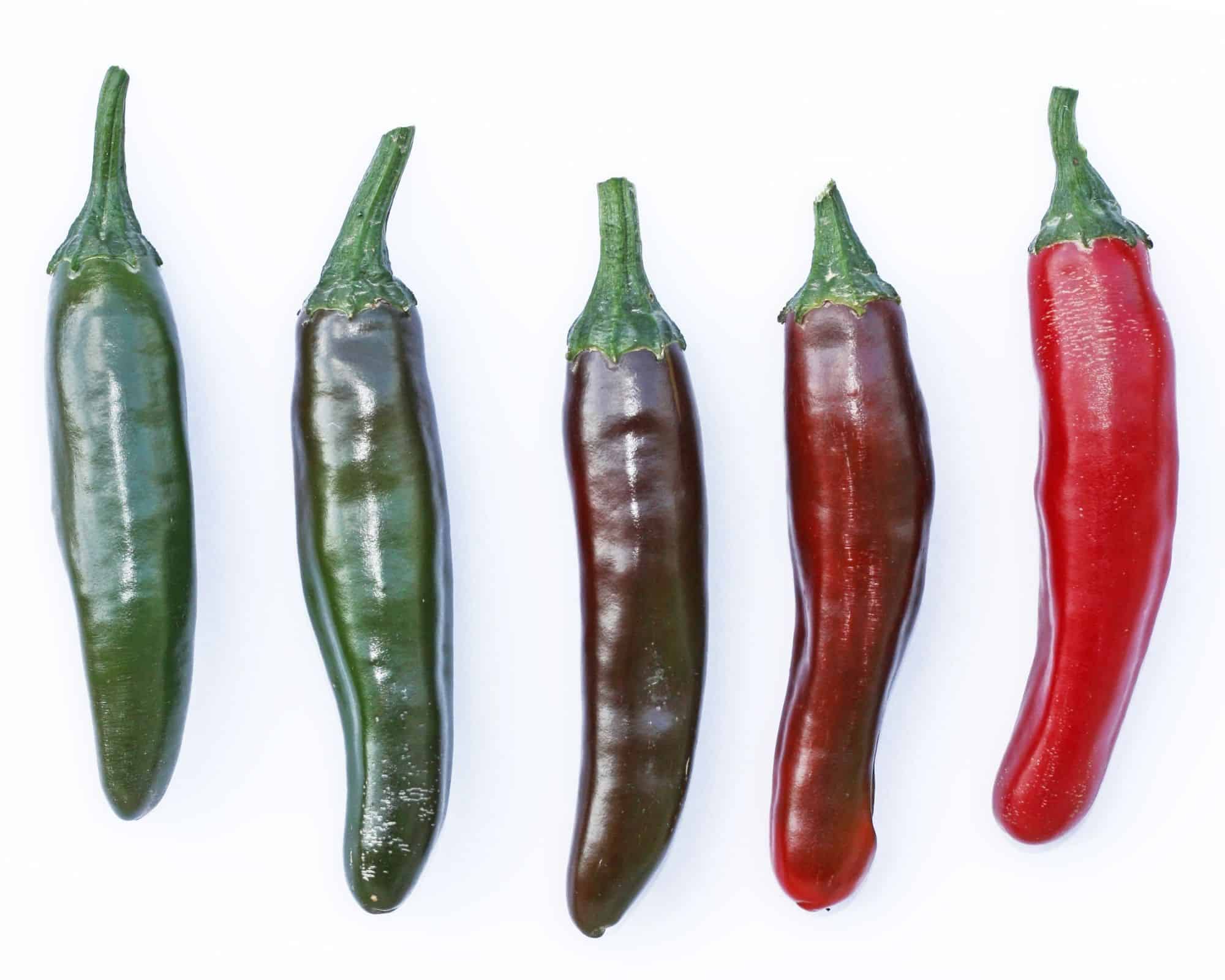 When To Pick Jalapenos Here's When They're Ready Grow Hot Peppers