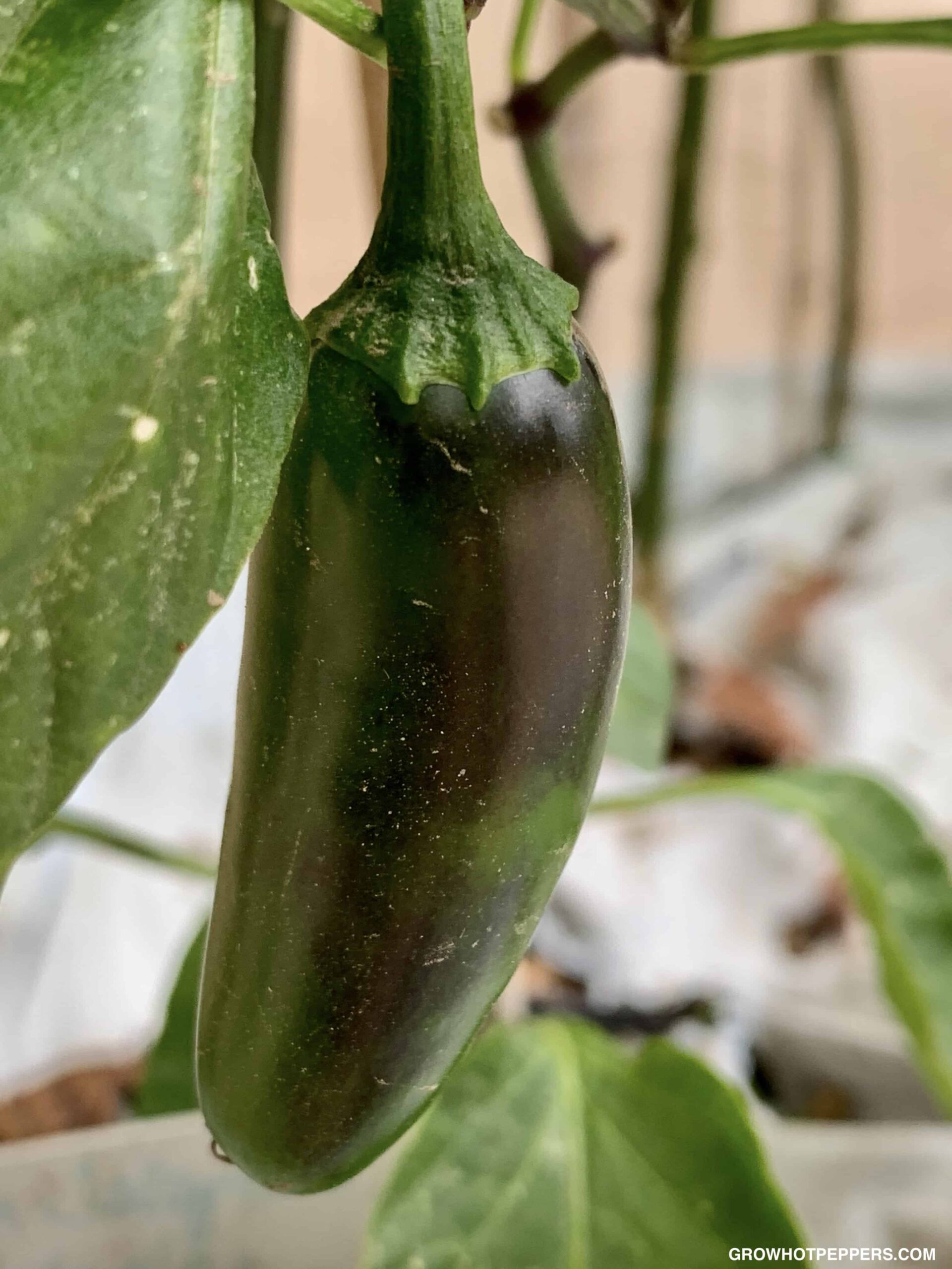 When To Pick Jalapenos Here's When They're Ready Grow Hot Peppers
