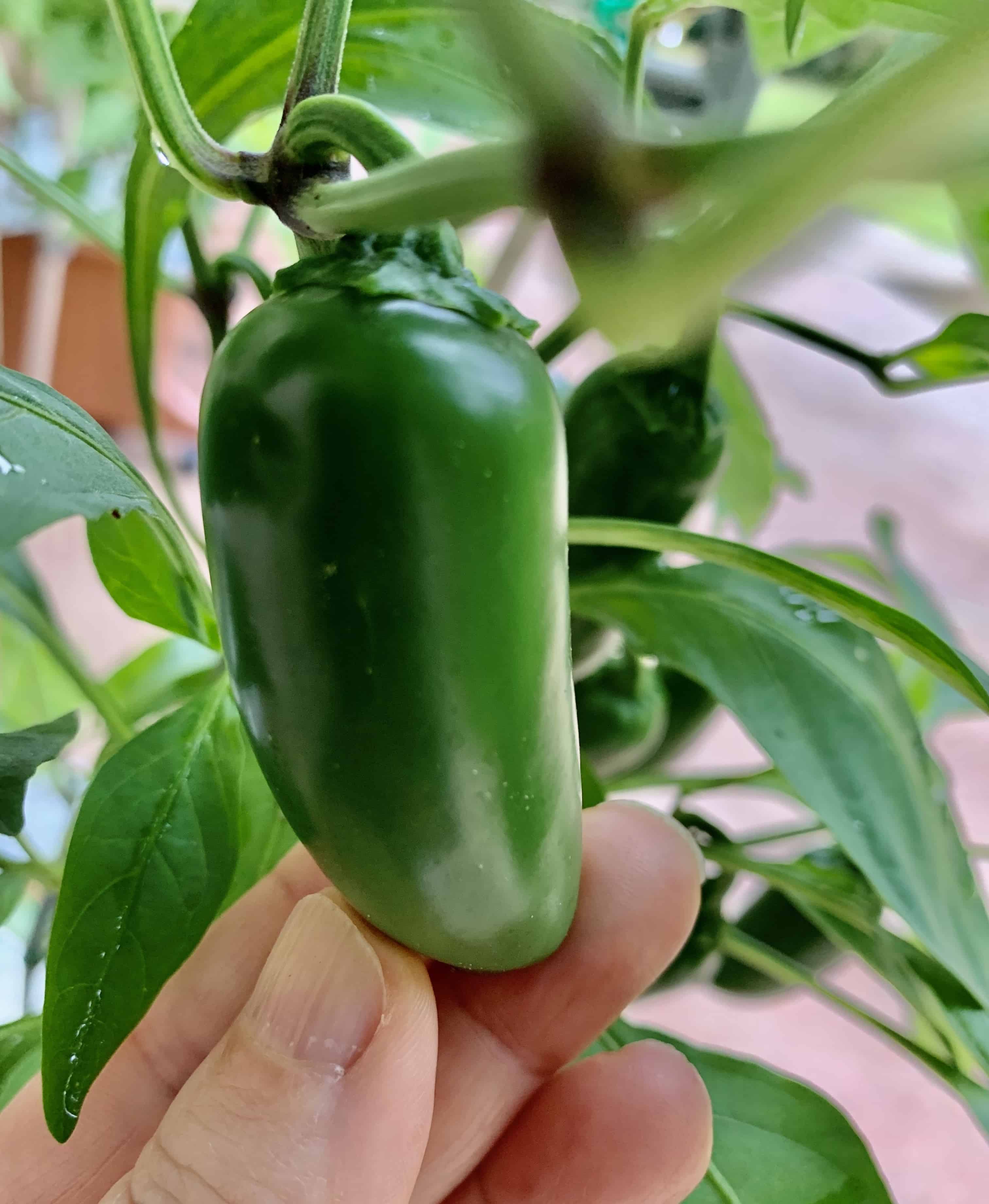 When To Pick Jalapenos Here's When They're Ready Grow Hot Peppers