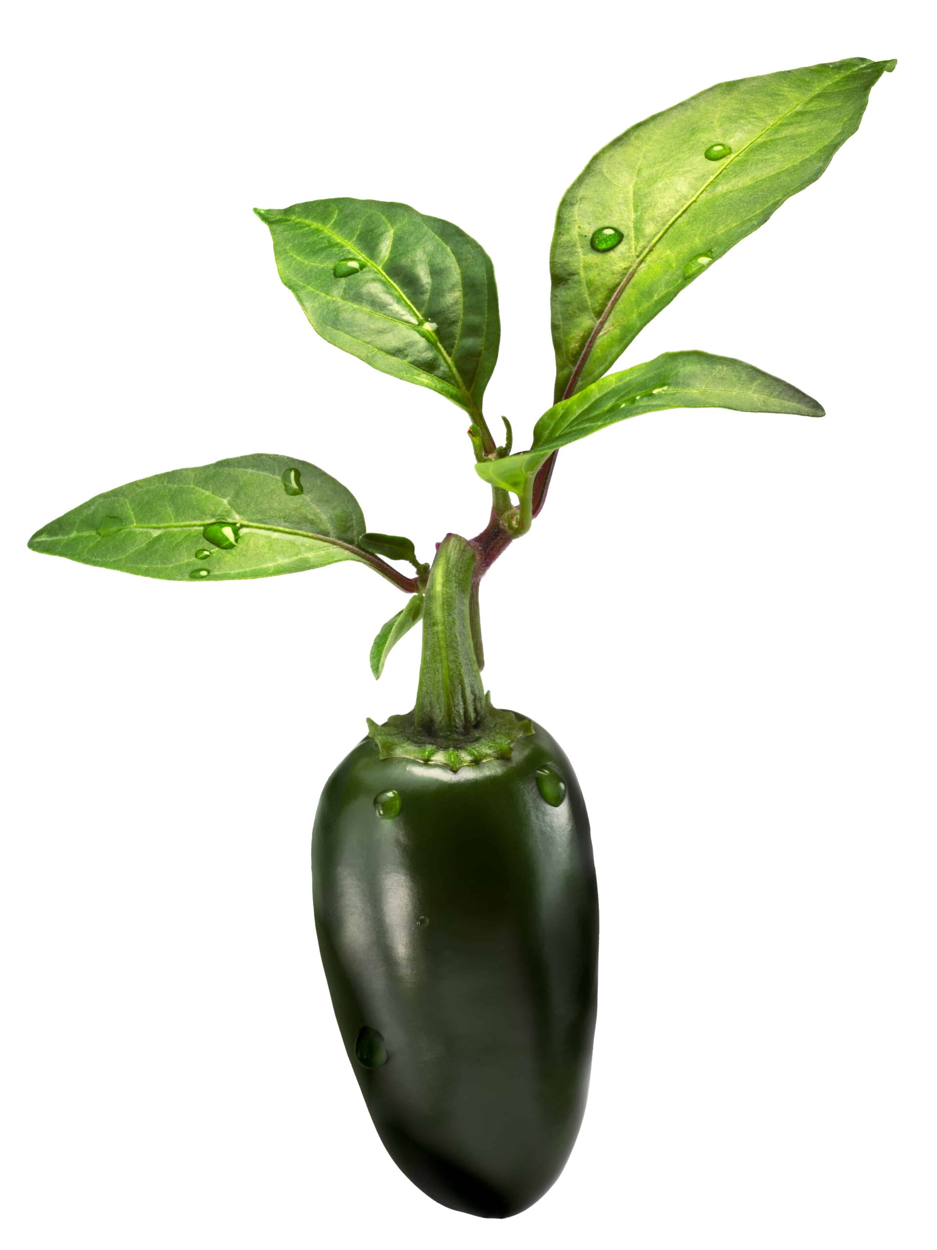 Jalapeno Pepper Varieties Which One Will You Grow? Grow Hot Peppers