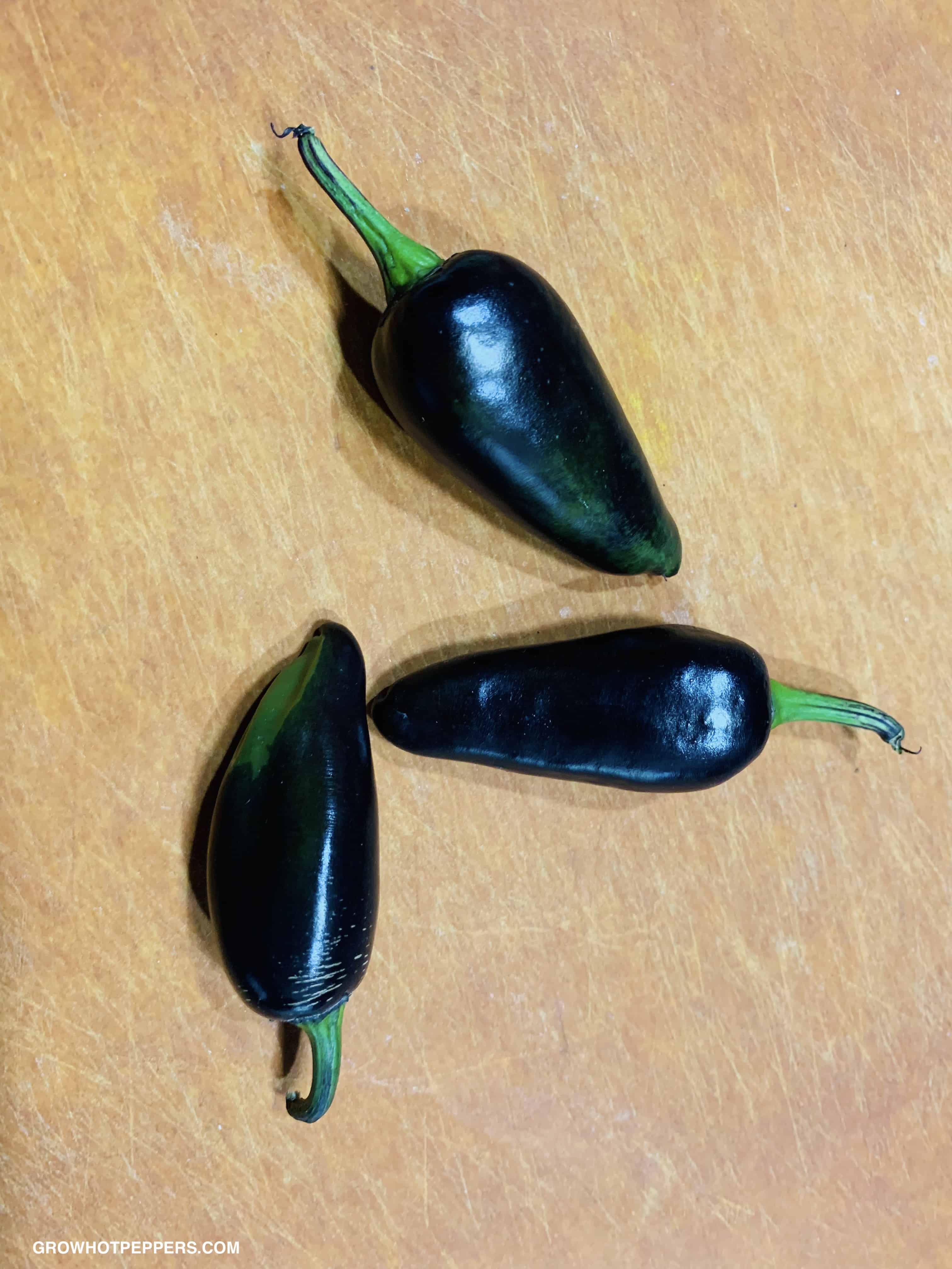 Jalapeno Pepper Varieties Which One Will You Grow? Grow Hot Peppers