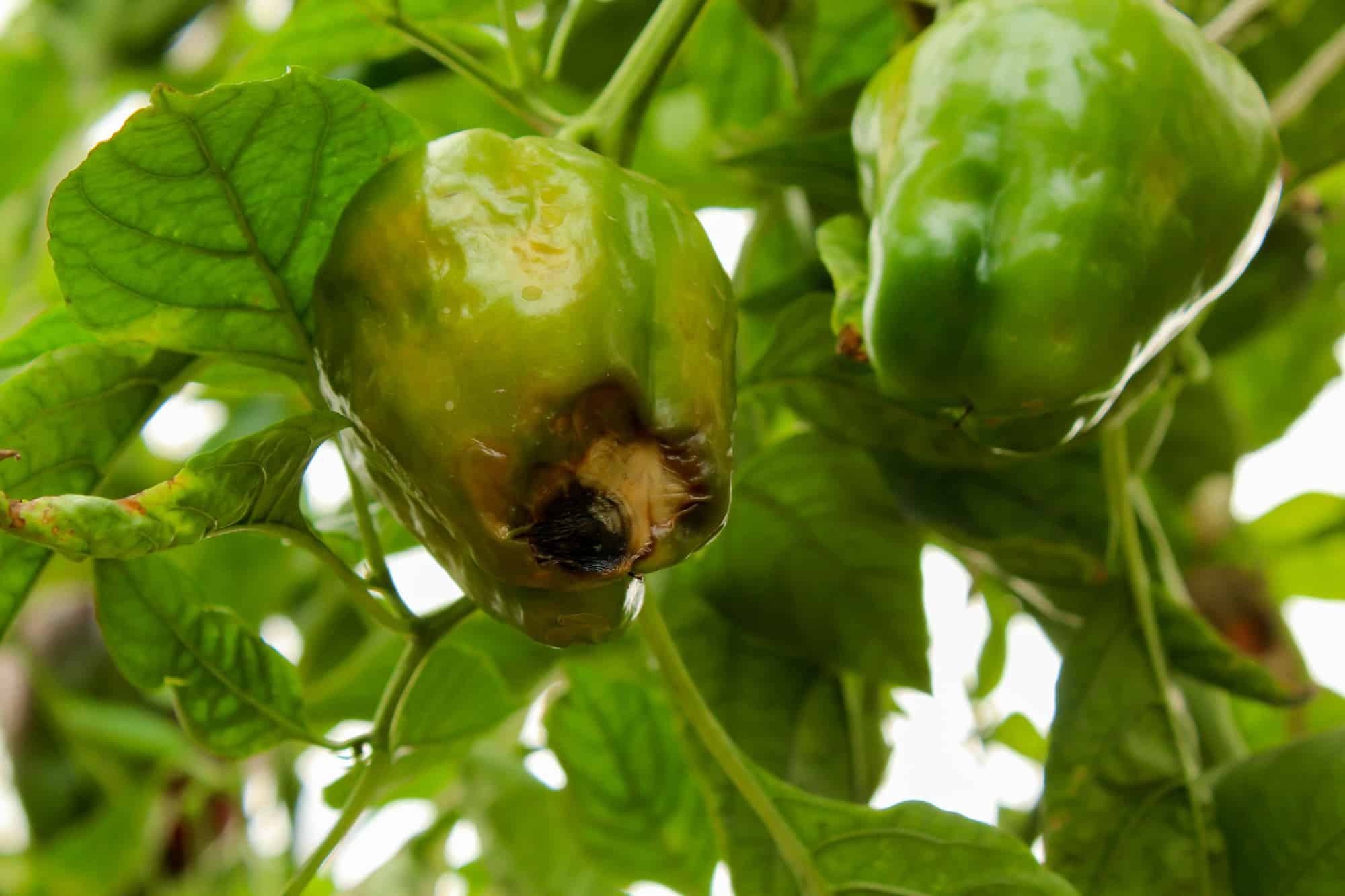 Fertilizer For Pepper Plants Guide [2024] Grow Hot Peppers