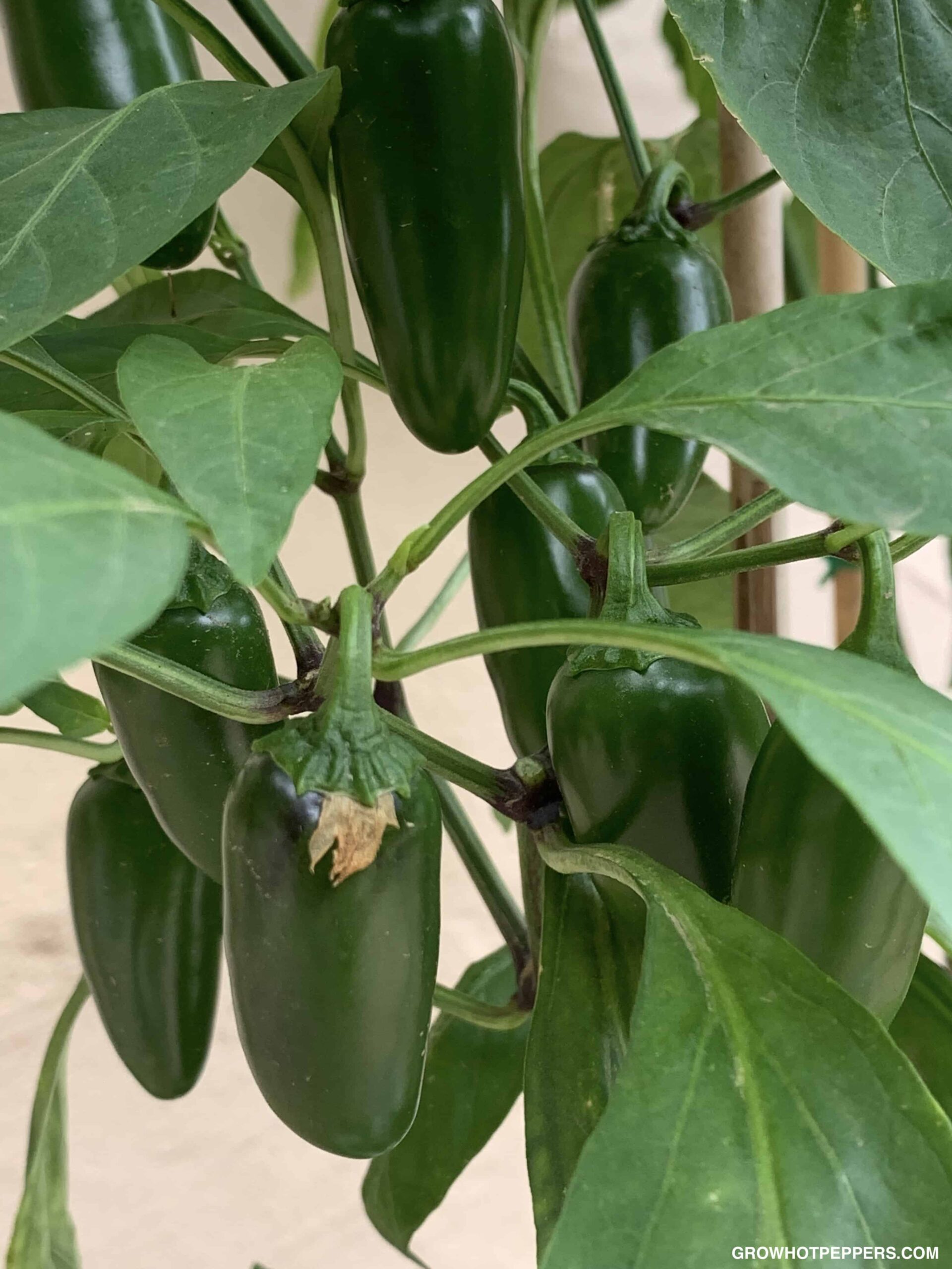 Jalapeno Pepper Varieties Which One Will You Grow? Grow Hot Peppers