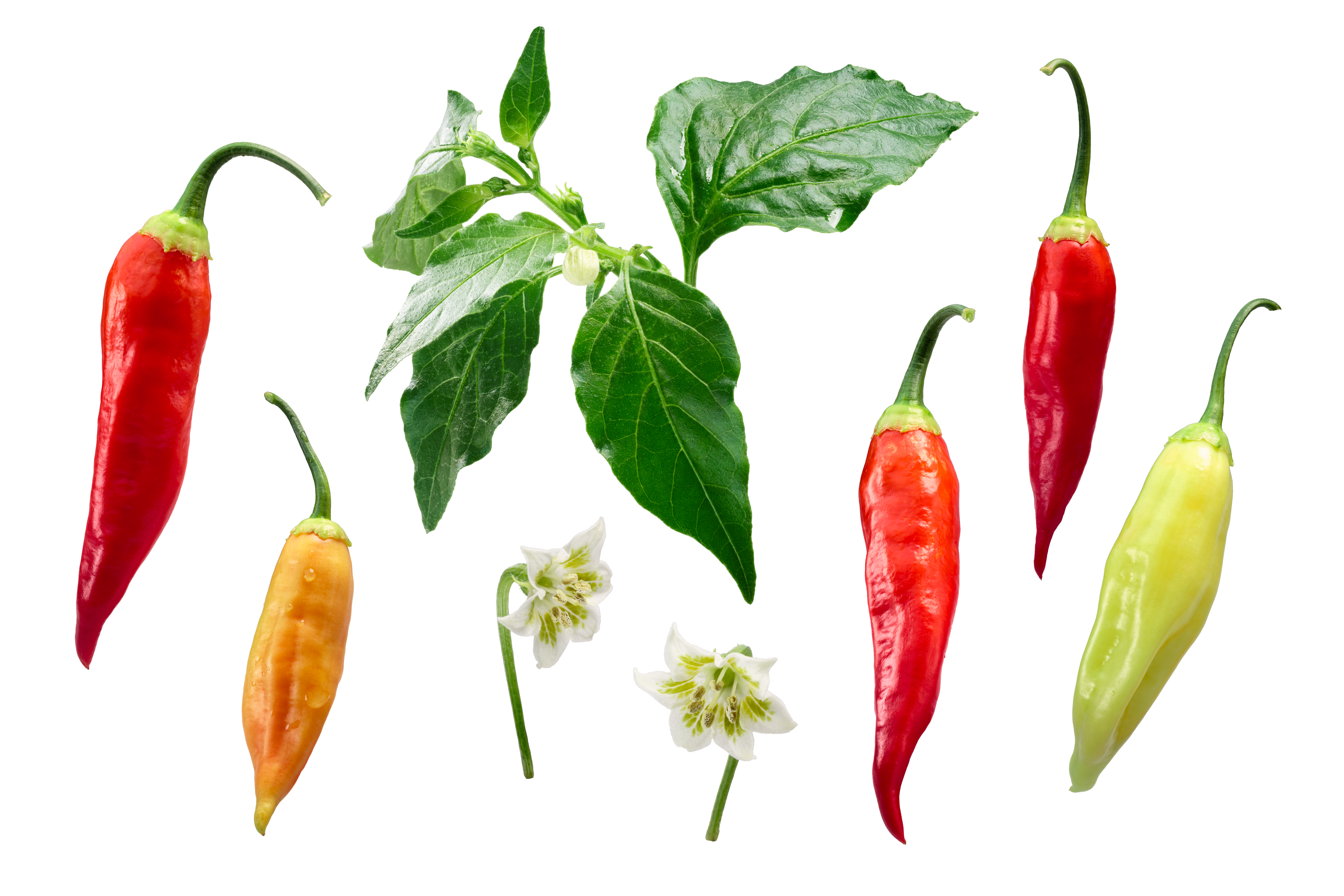 Fertilizer For Pepper Plants Guide [2024] Grow Hot Peppers