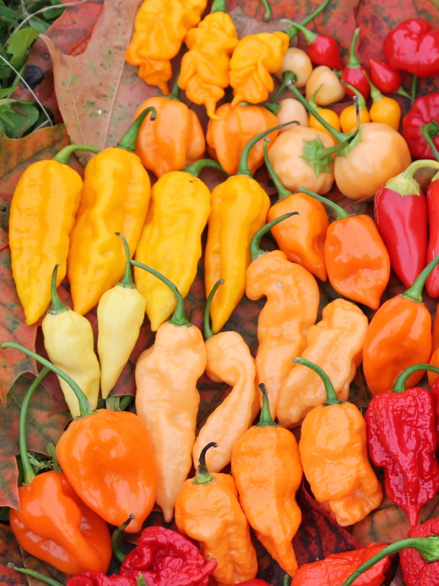 Ghost Pepper Plant Scoville, Colors And [Updated] Grow Guide