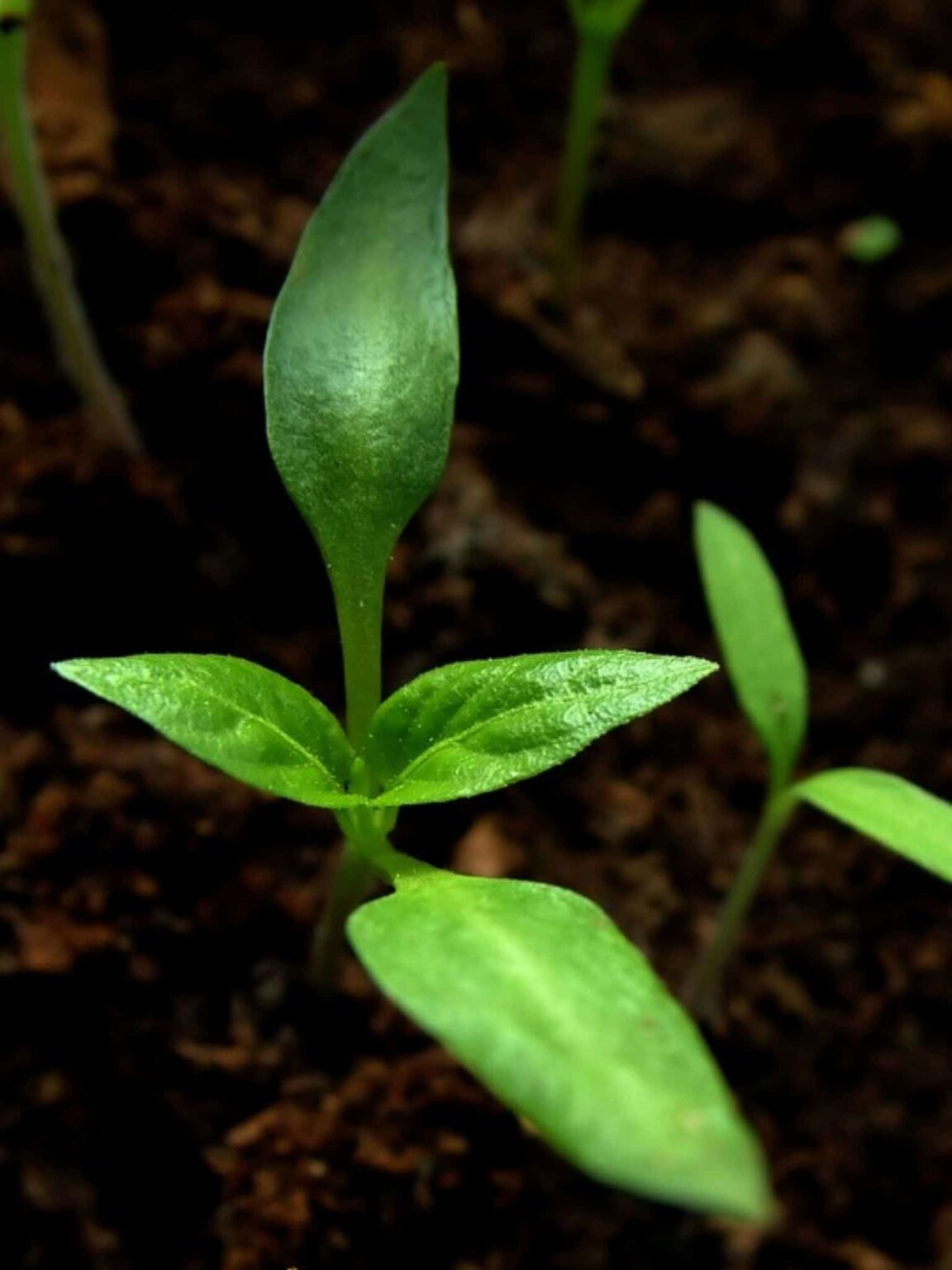 Fertilizer For Pepper Plants Guide [2024] Grow Hot Peppers