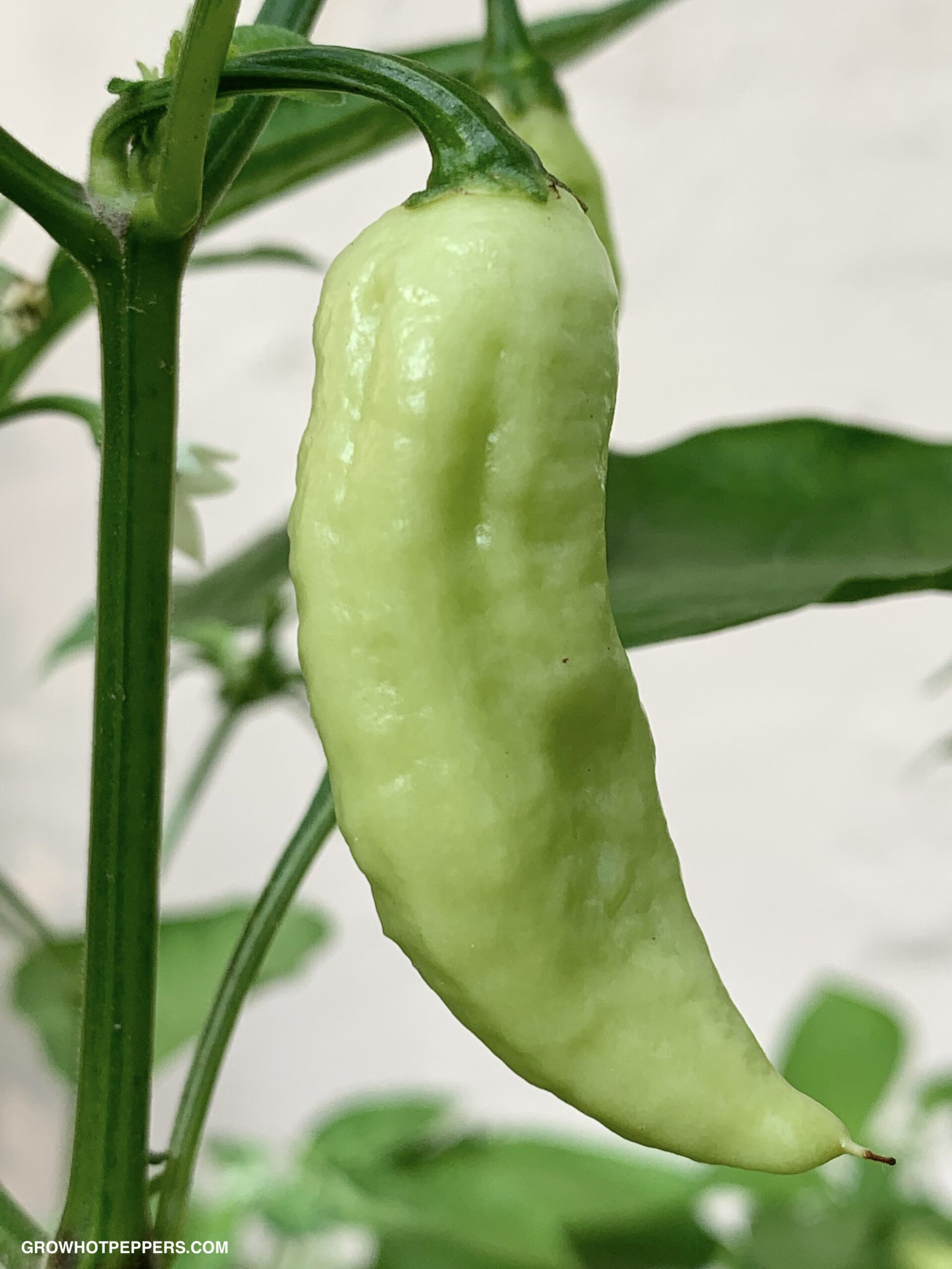 Ghost Pepper Plant Scoville, Colors And [Updated] Grow Guide