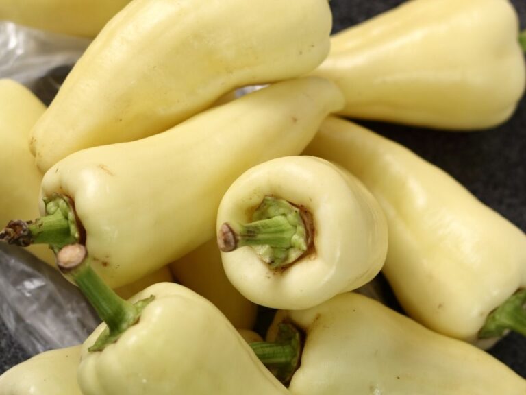 Jalapeno Pepper Varieties Which One Will You Grow? Grow Hot Peppers