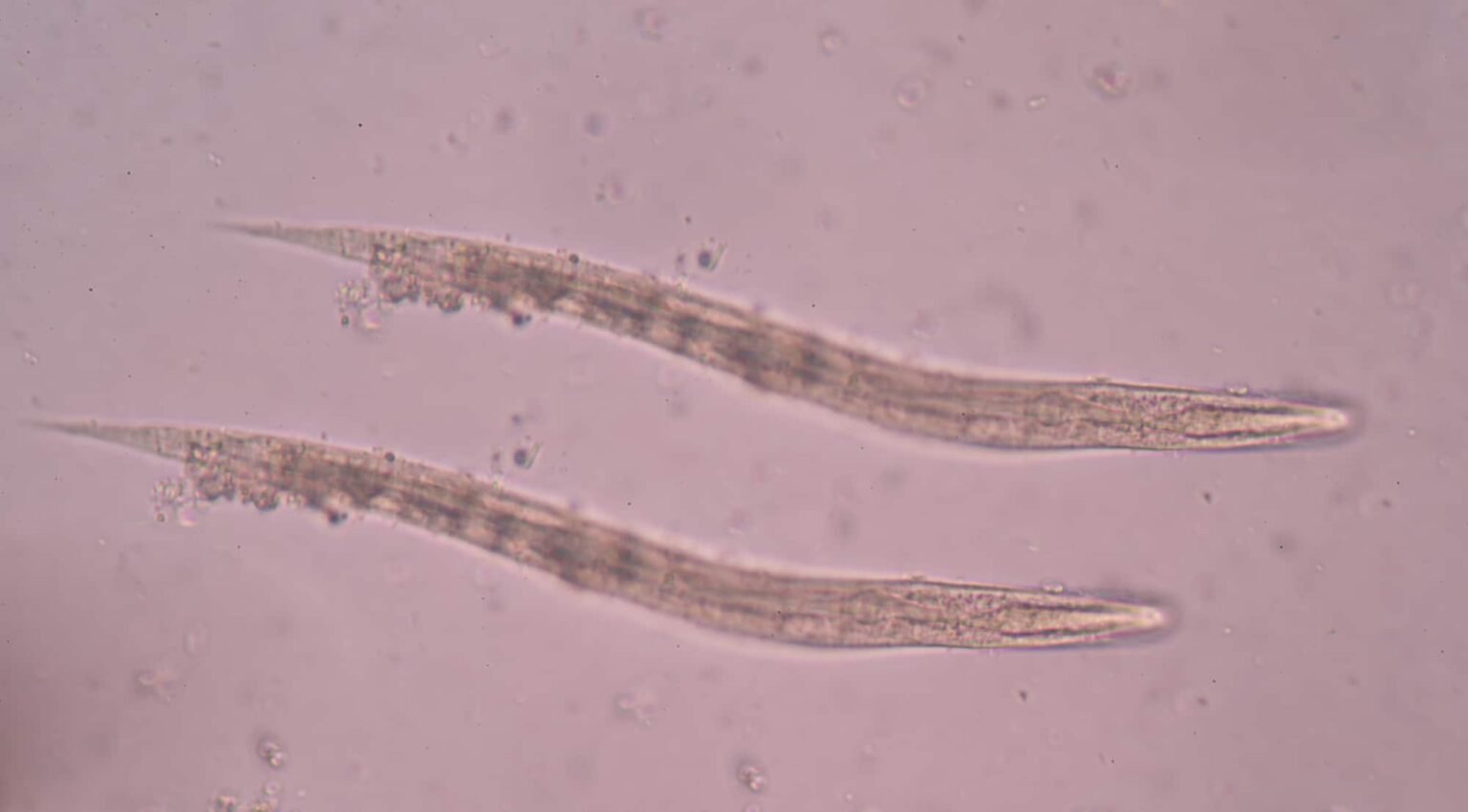 How To Get Rid Of Fungus Gnats In Plants (Indoors & Outside) Grow Hot