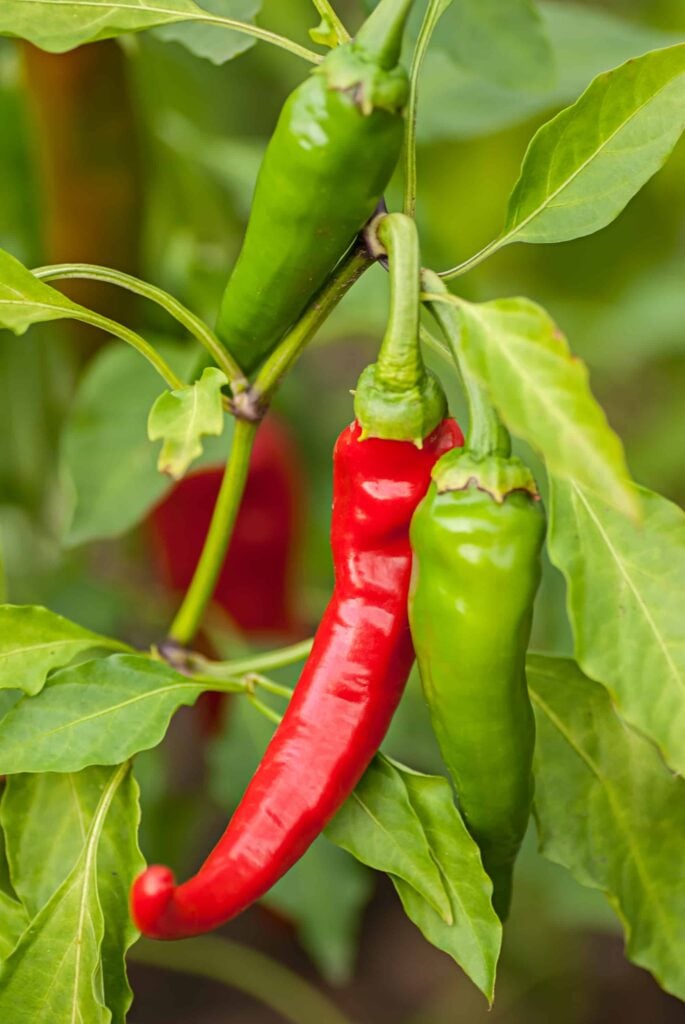 When to Pick Cayenne Peppers: The Best Time for Harvesting