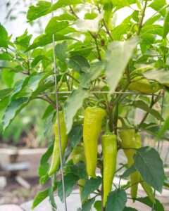 When To Pick Banana Peppers From The Garden - Grow Hot Peppers