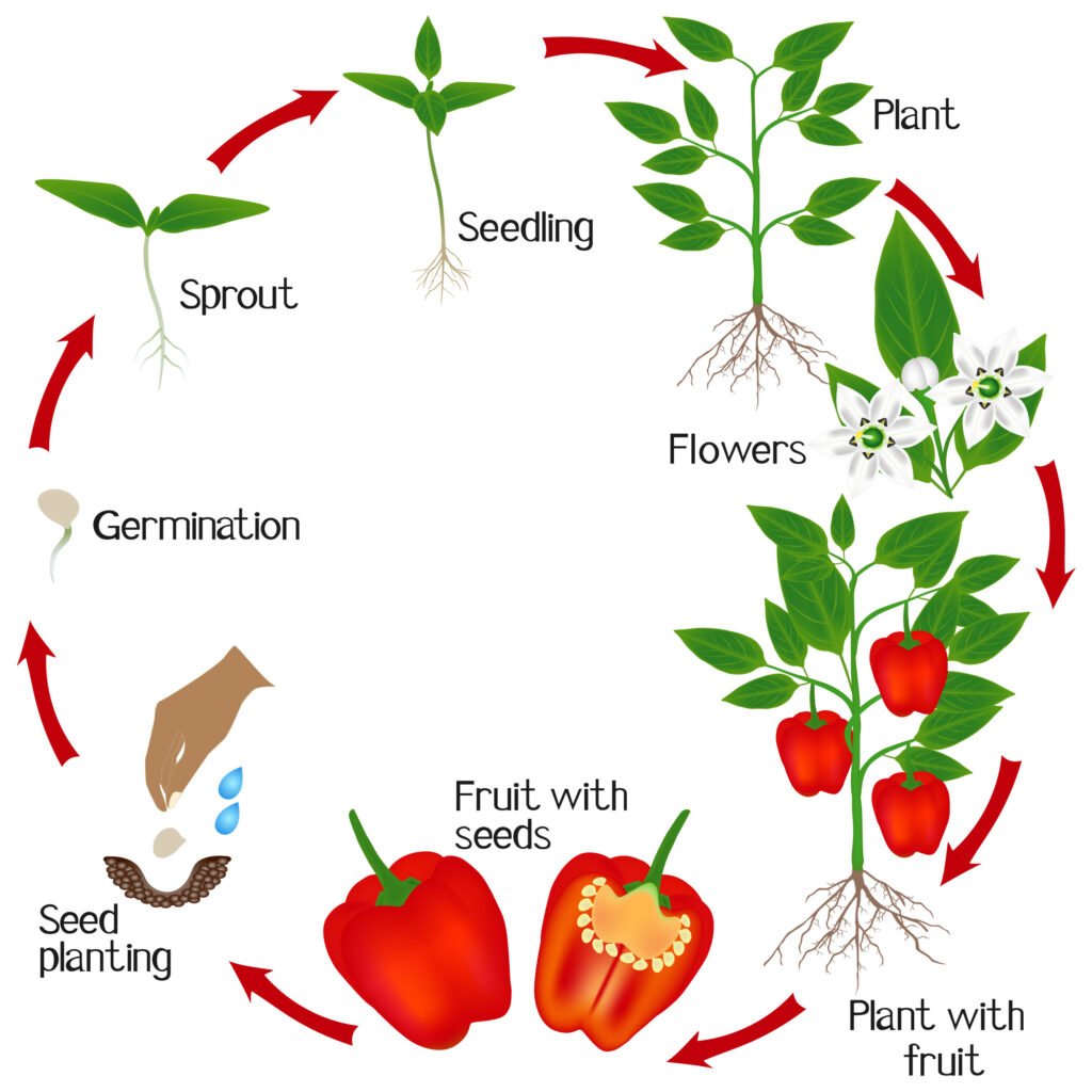 Growth Stages Bell Pepper Plant Life Cycle