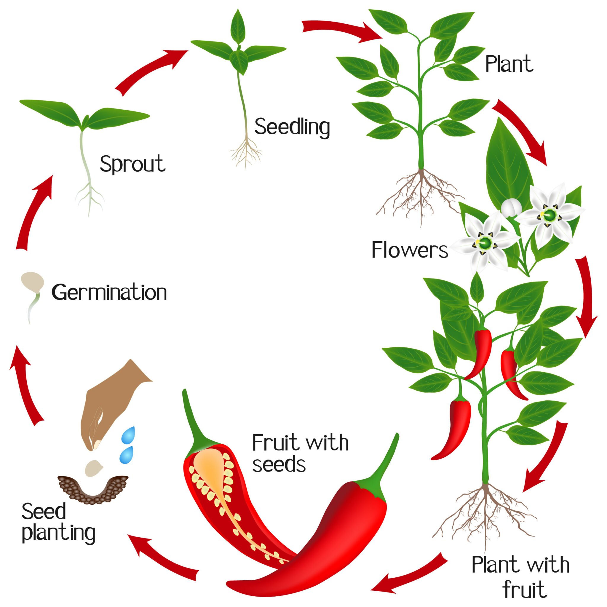 Cayenne Pepper Plant A 7 Step Visual Guide To Growing Cayennes In Pots
