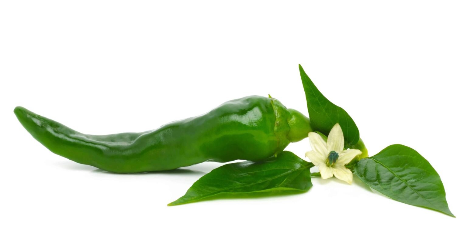 When To Pick Cayenne Peppers Best Time For Harvesting Grow Hot Peppers