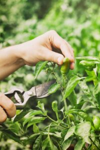 When To Pick Banana Peppers From The Garden - Grow Hot Peppers