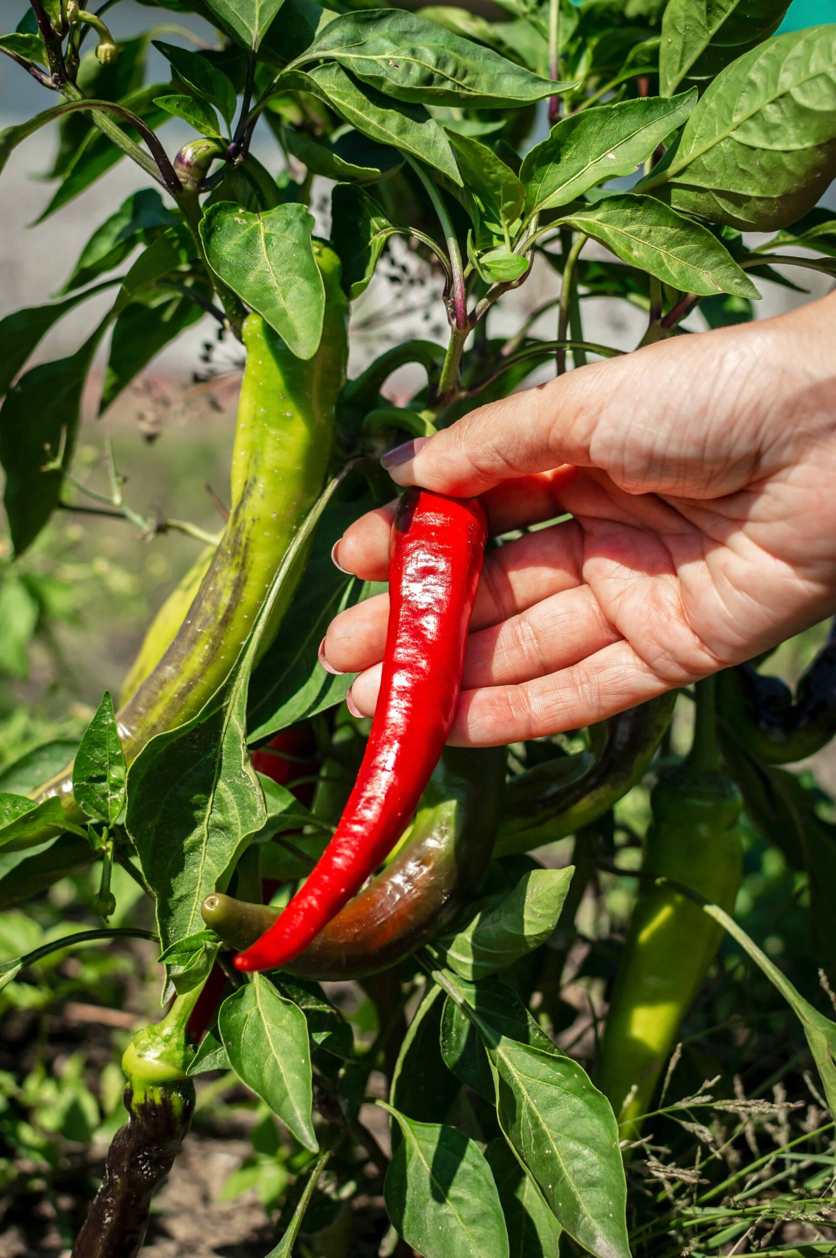 Cayenne Pepper Plant A 7 Step Visual Guide To Growing Cayennes In Pots