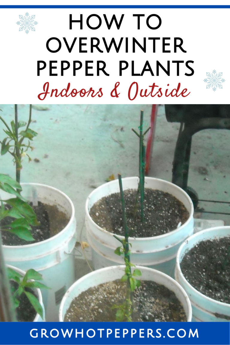 Overwintering Pepper Plants (2024) Save Plants For Next Year Grow
