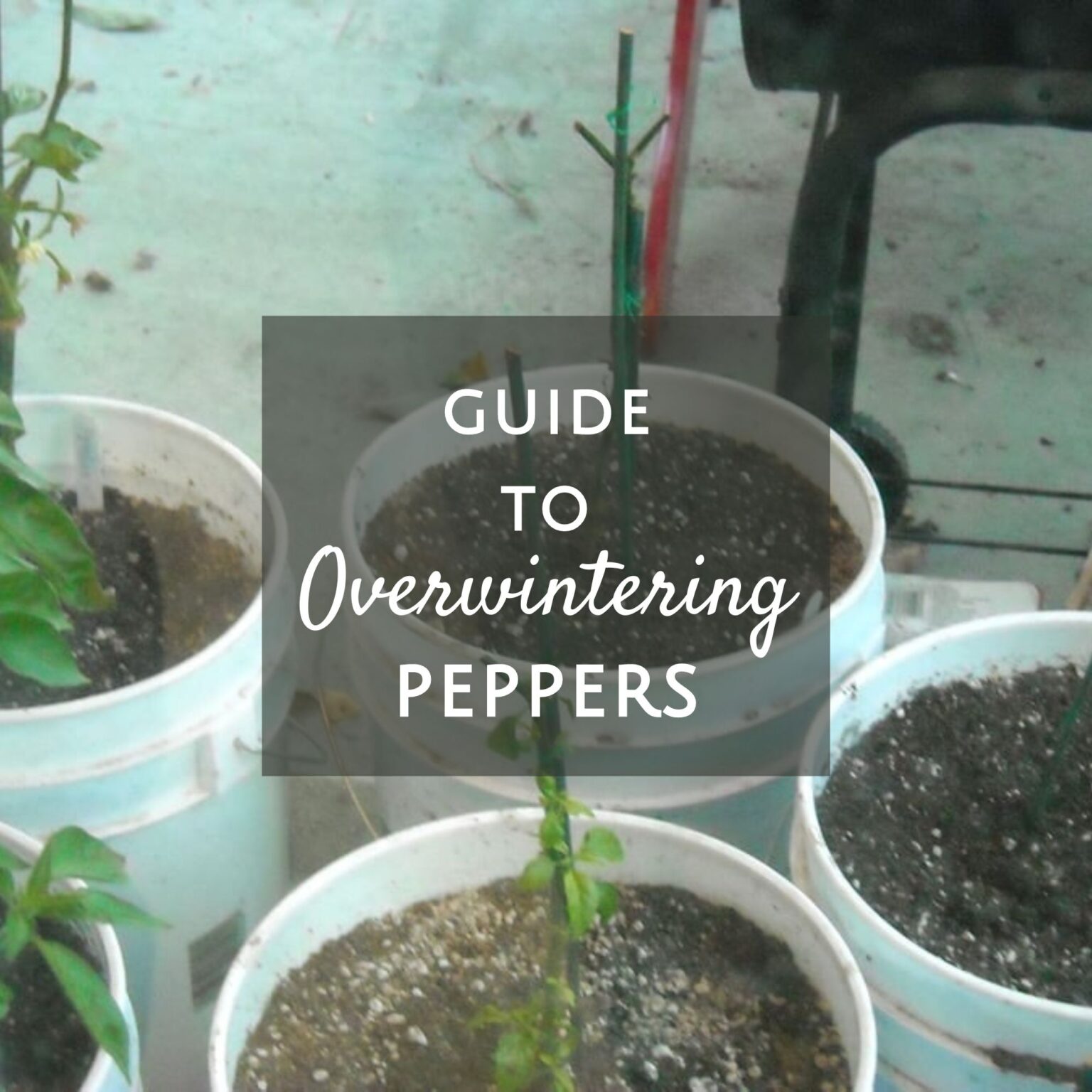 Overwintering Pepper Plants (2024) Save Plants For Next Year Grow