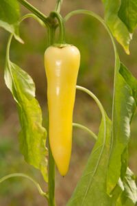 When To Pick Banana Peppers From The Garden - Grow Hot Peppers