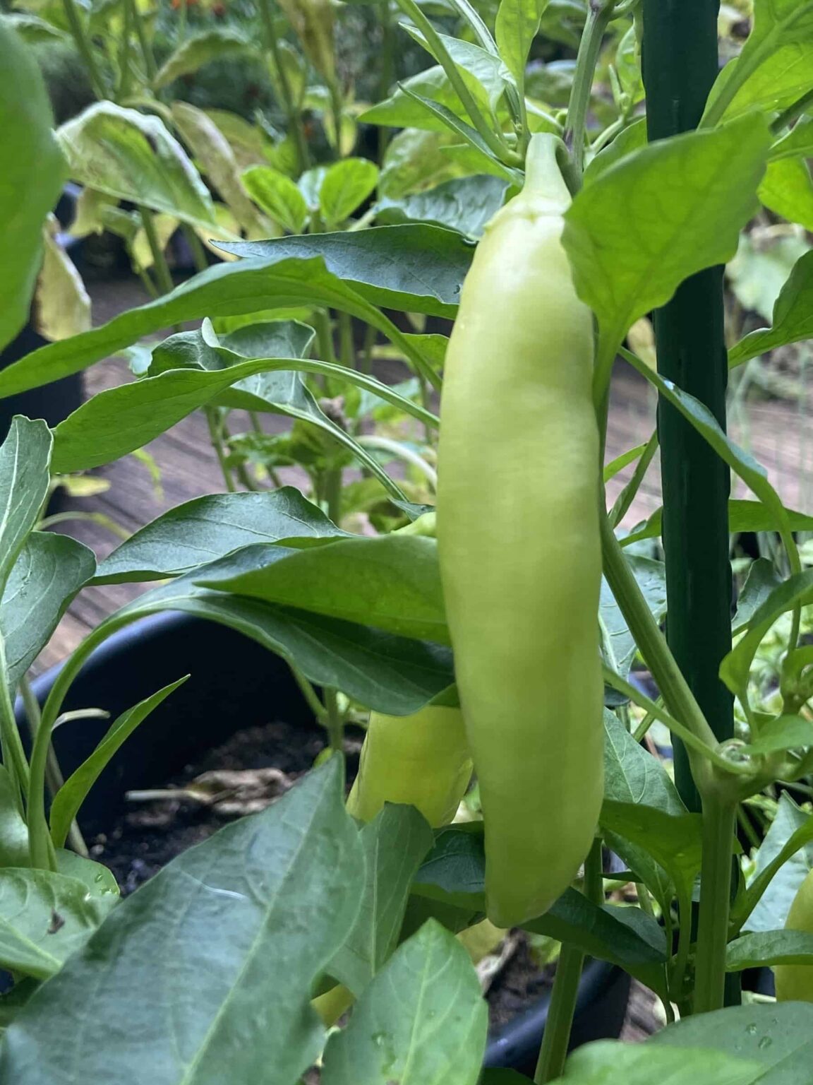 When To Pick Banana Peppers From The Garden Grow Hot Peppers