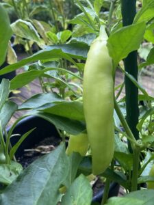 When To Pick Banana Peppers From The Garden - Grow Hot Peppers