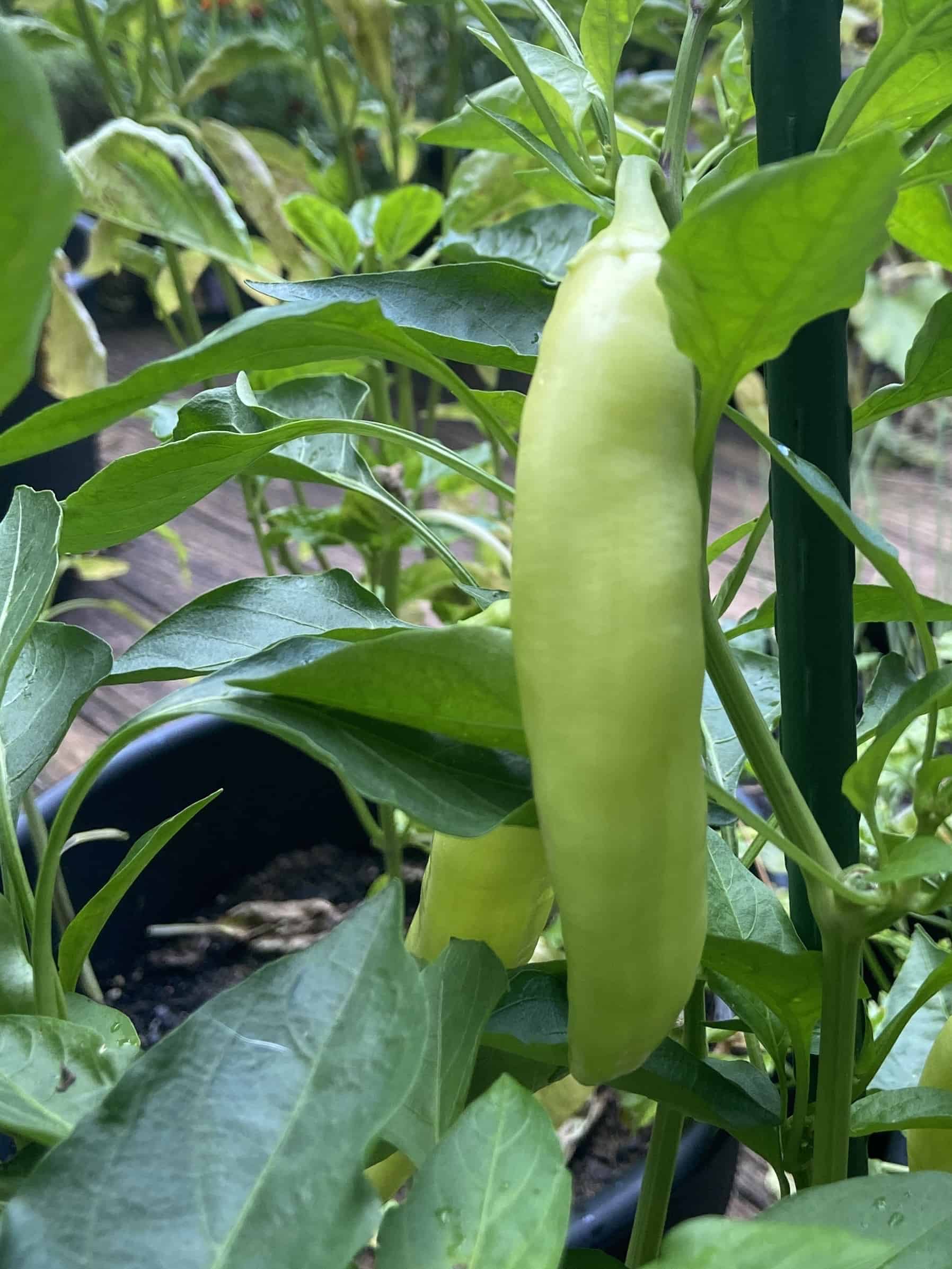 When To Pick Banana Peppers From The Garden Grow Hot Peppers