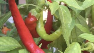 when to pick cayenne peppers