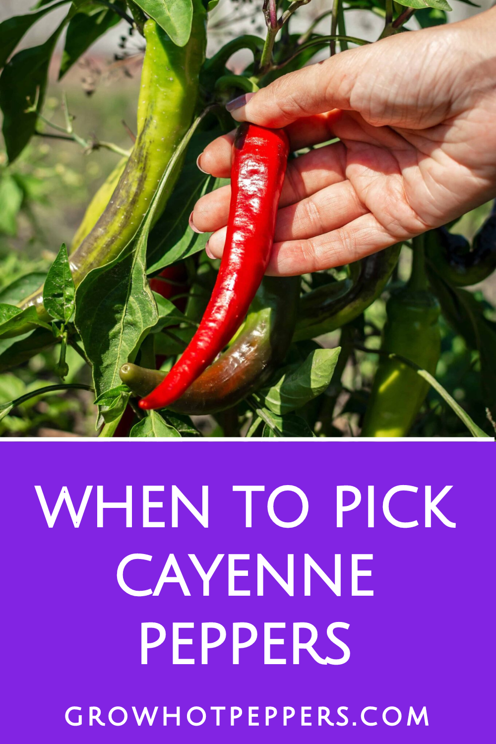 When To Pick Cayenne Peppers Best Time For Harvesting Grow Hot Peppers