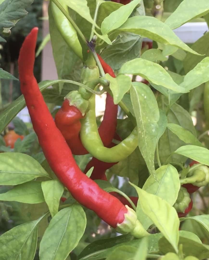 How to Grow Cayenne Peppers - The Complete Guide