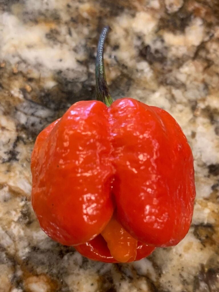 scorpion pepper