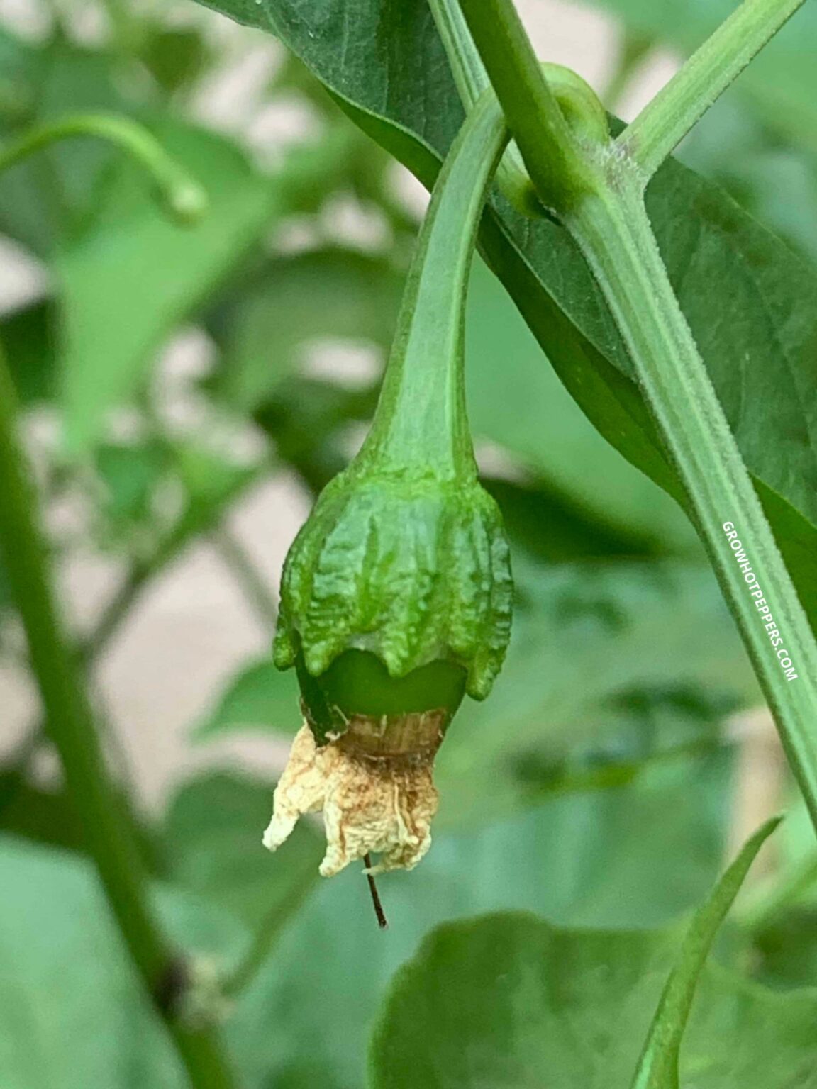 Are Peppers Fruits Or Veggies? Depends On Who You Ask Grow Hot Peppers