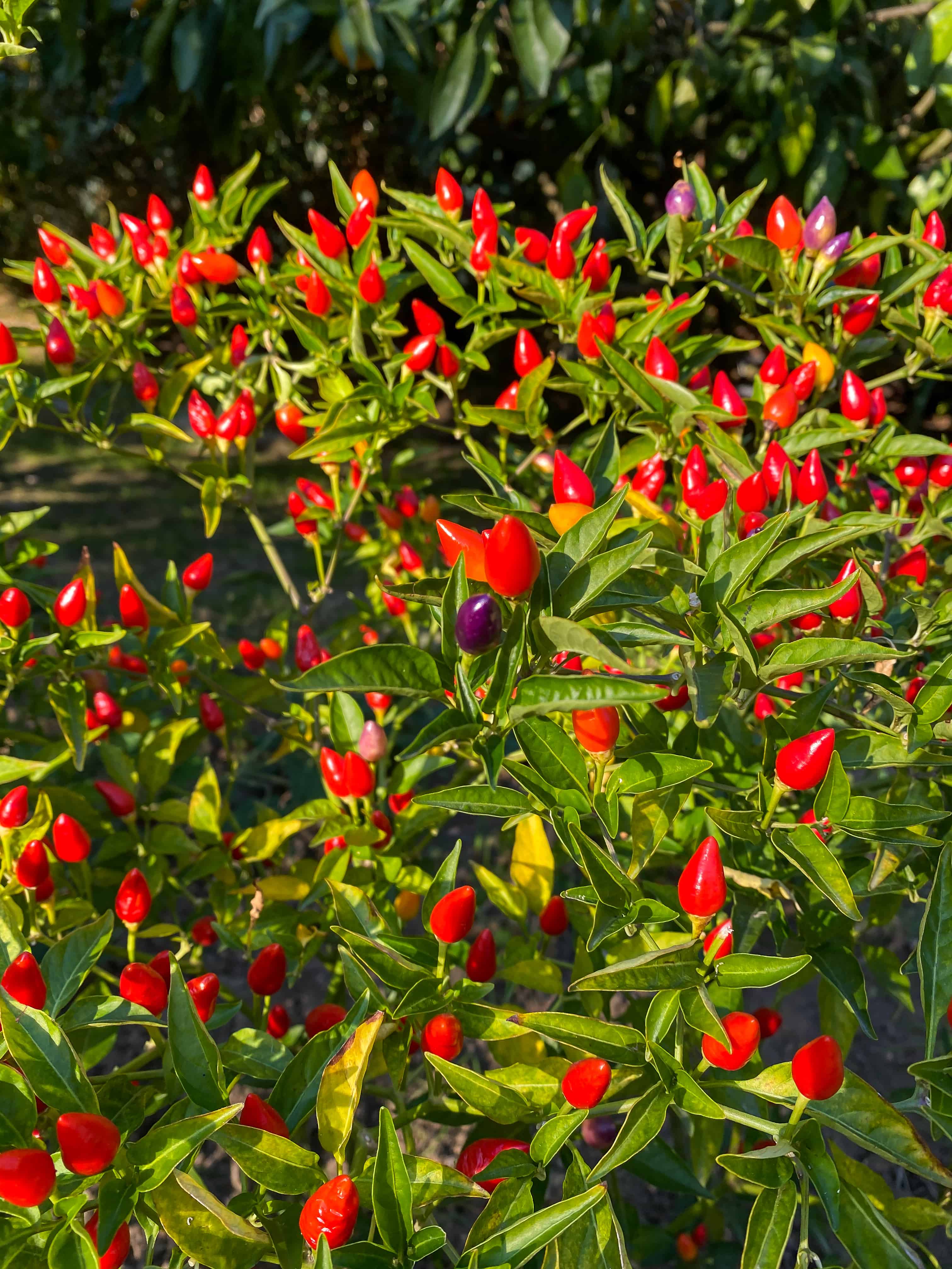 Are Peppers Fruits Or Veggies? Depends On Who You Ask Grow Hot Peppers