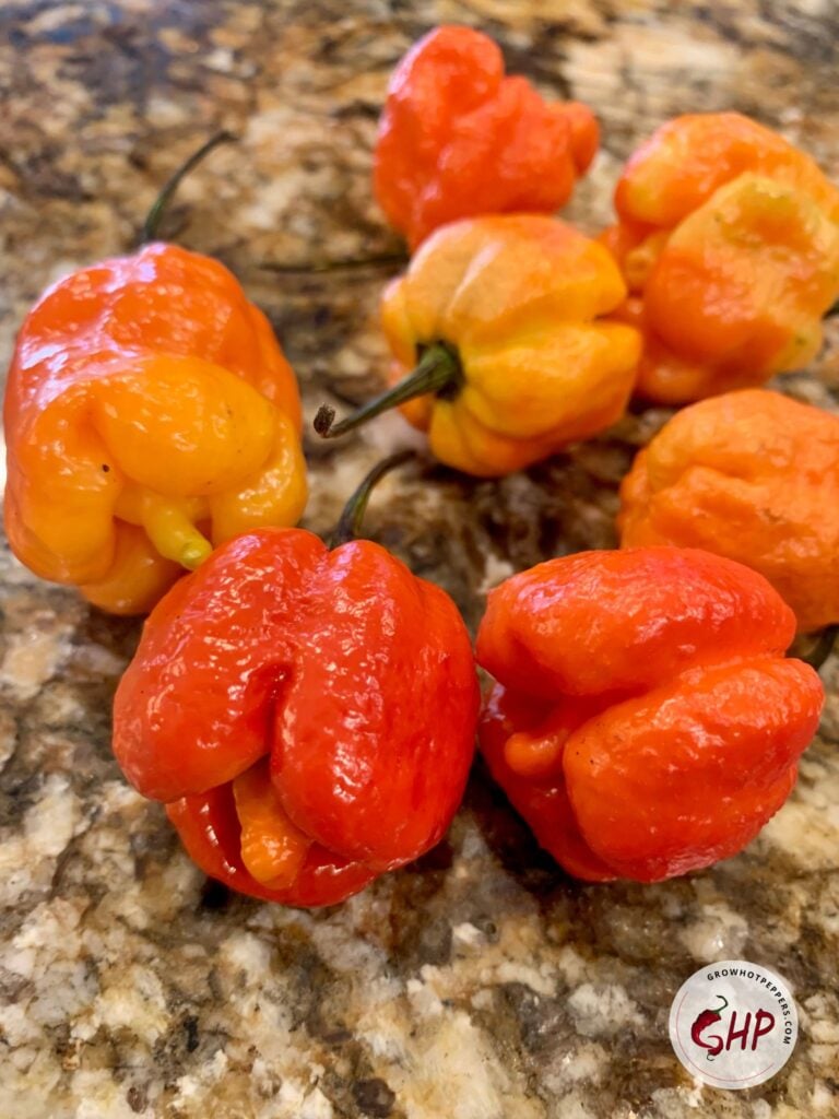 Worldwide Shipping Available Wholesale Prices Seeds Pepper Trinidad Moruga Scorpion Blumen Makes