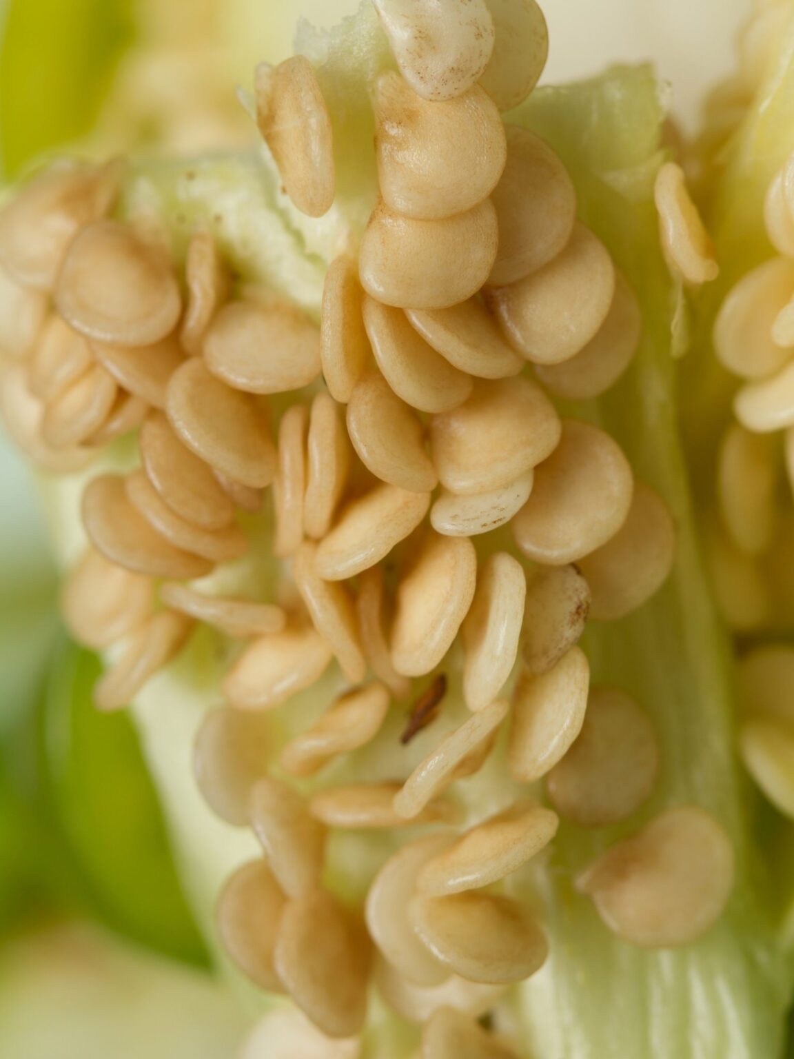 What Makes Peppers Hot? (+ Why They Make You Feel Drunk!) Grow Hot