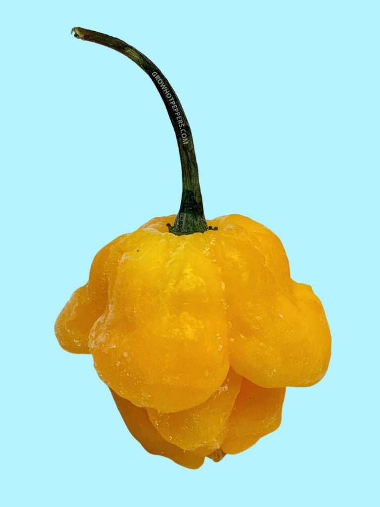 What Is A Scotch Bonnet Pepper Grow Hot Peppers