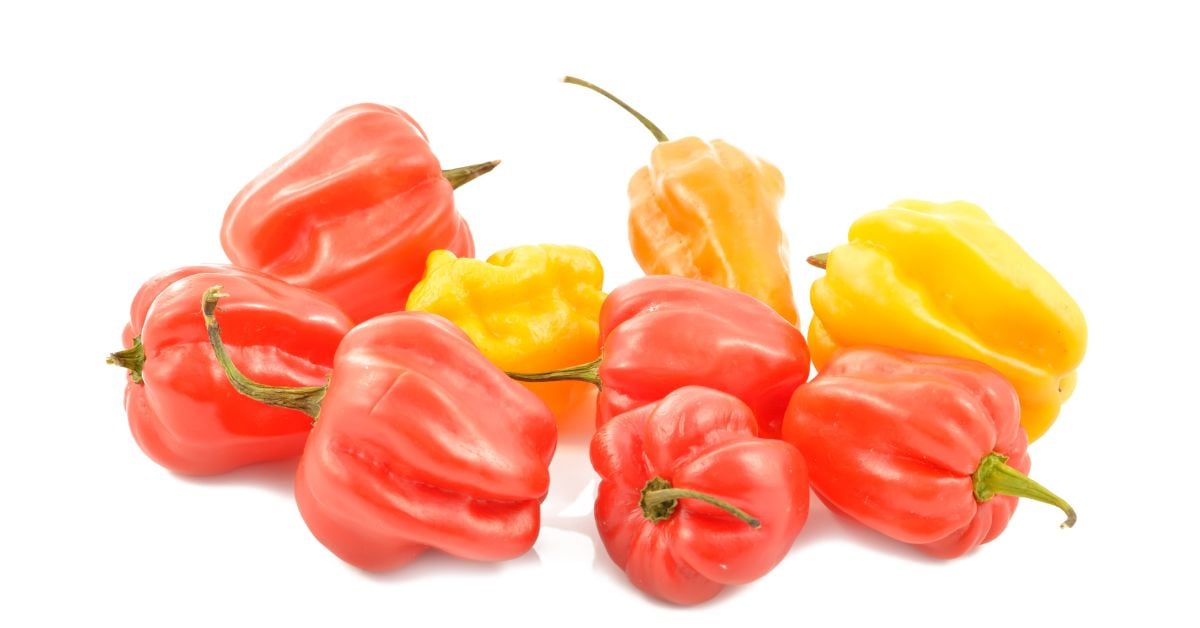 What Is A Scotch Pepper? Grow Hot Peppers