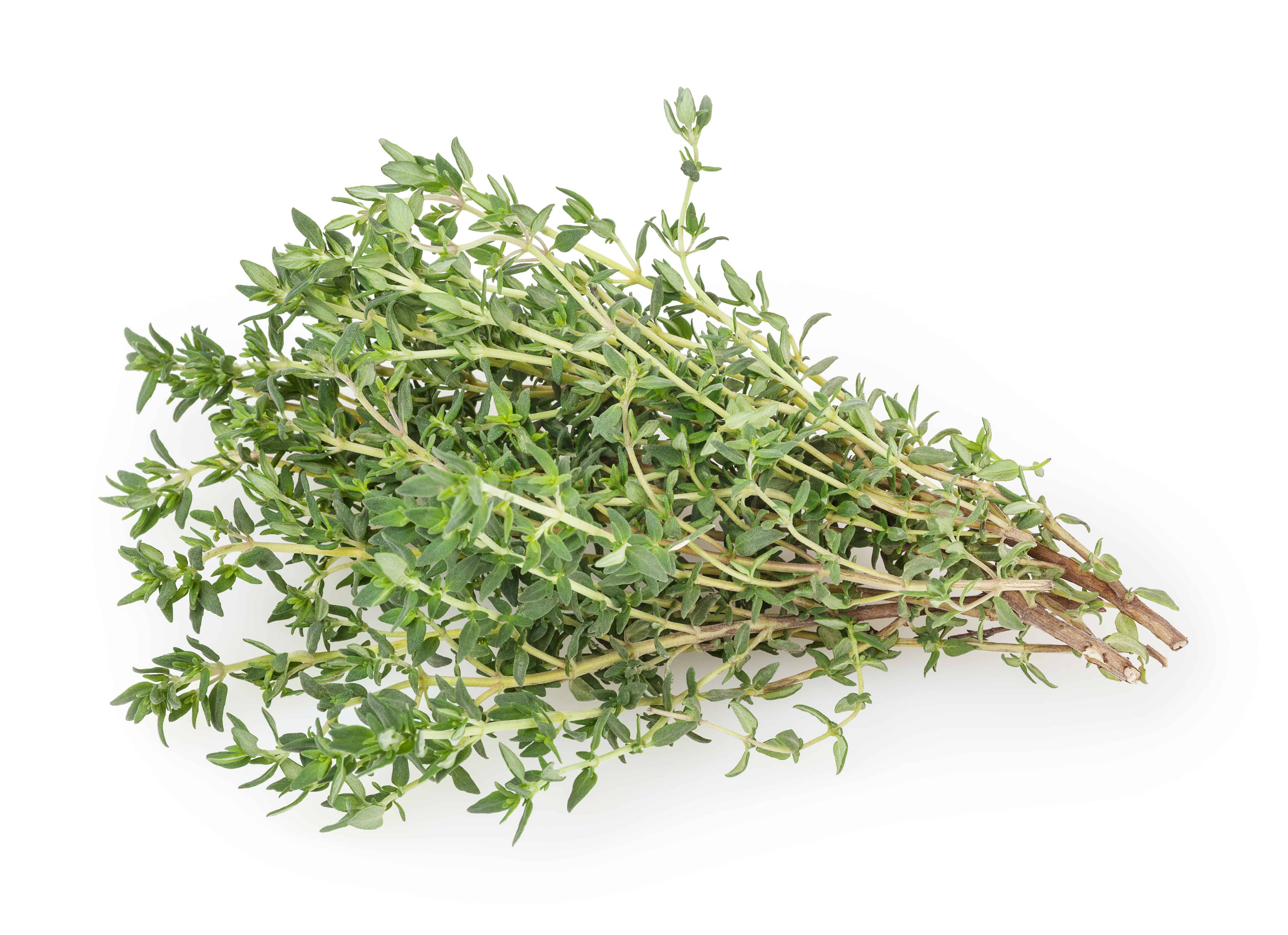 25 Best Companion Plants For Peppers + What To Avoid [Printable Chart