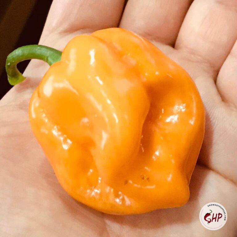 Habanero Pepper 101 Here's What You Want To Know (+ Easy Habanero