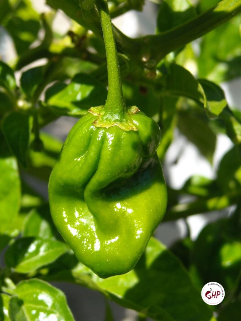 Green habanero on sale