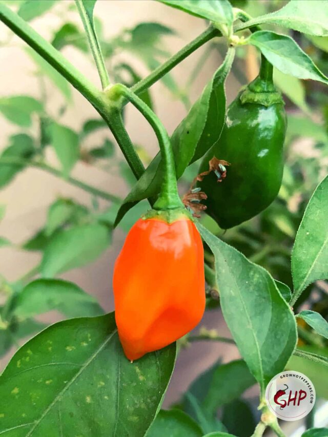 Habanero Pepper 101 Here's What You Want To Know (+ Easy Habanero Salsa Recipe) Grow Hot Peppers
