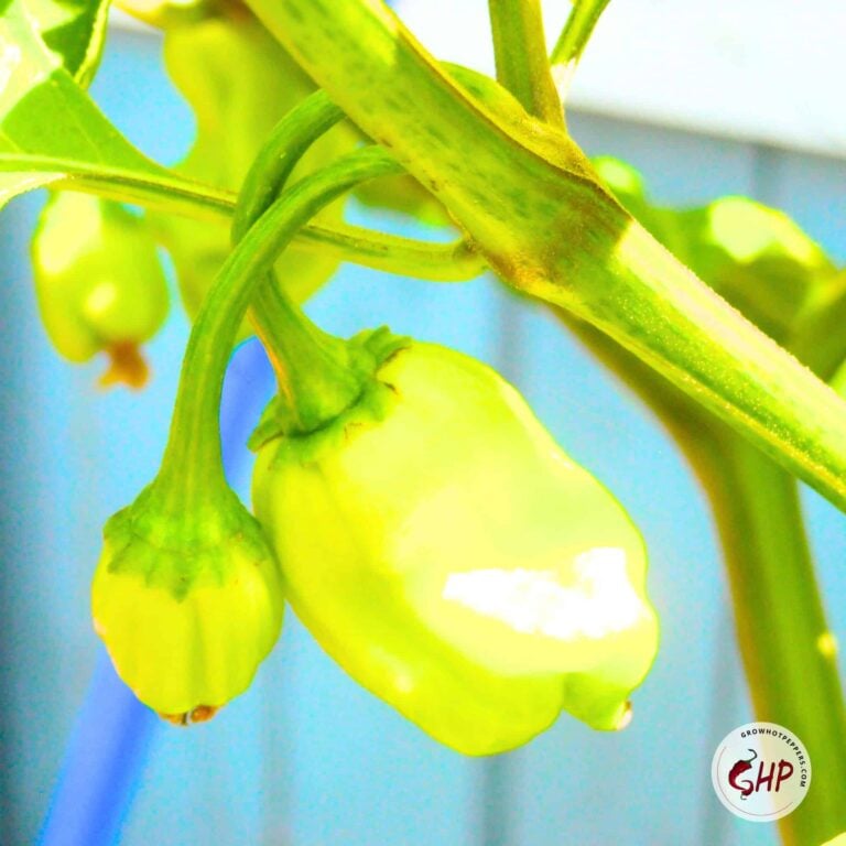 Habanero Pepper 101 Here's What You Want To Know (+ Easy Habanero Salsa Recipe) Grow Hot Peppers