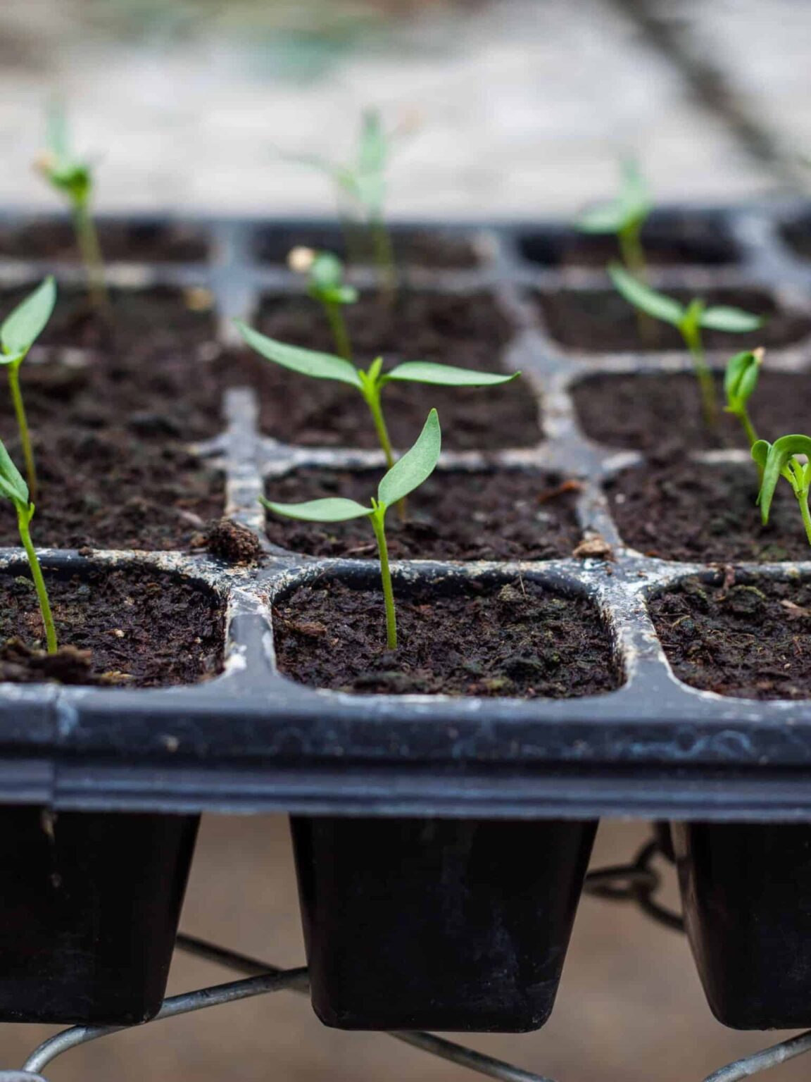 When To Plant Peppers 11 Best Garden Zones For Chiles (+ Seed Planting Calculator) Grow Hot