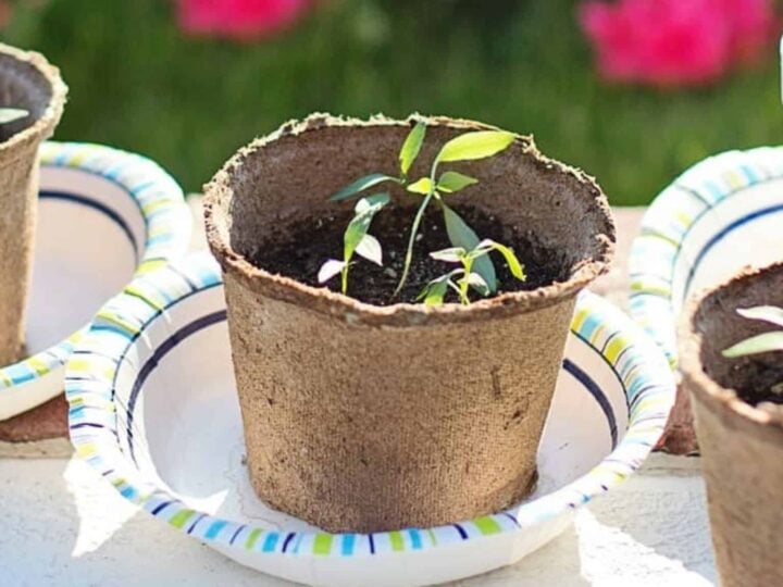 Watering Peppers & How To Bottom Water Plants Without Fail (+ Printout) -  Grow Hot Peppers