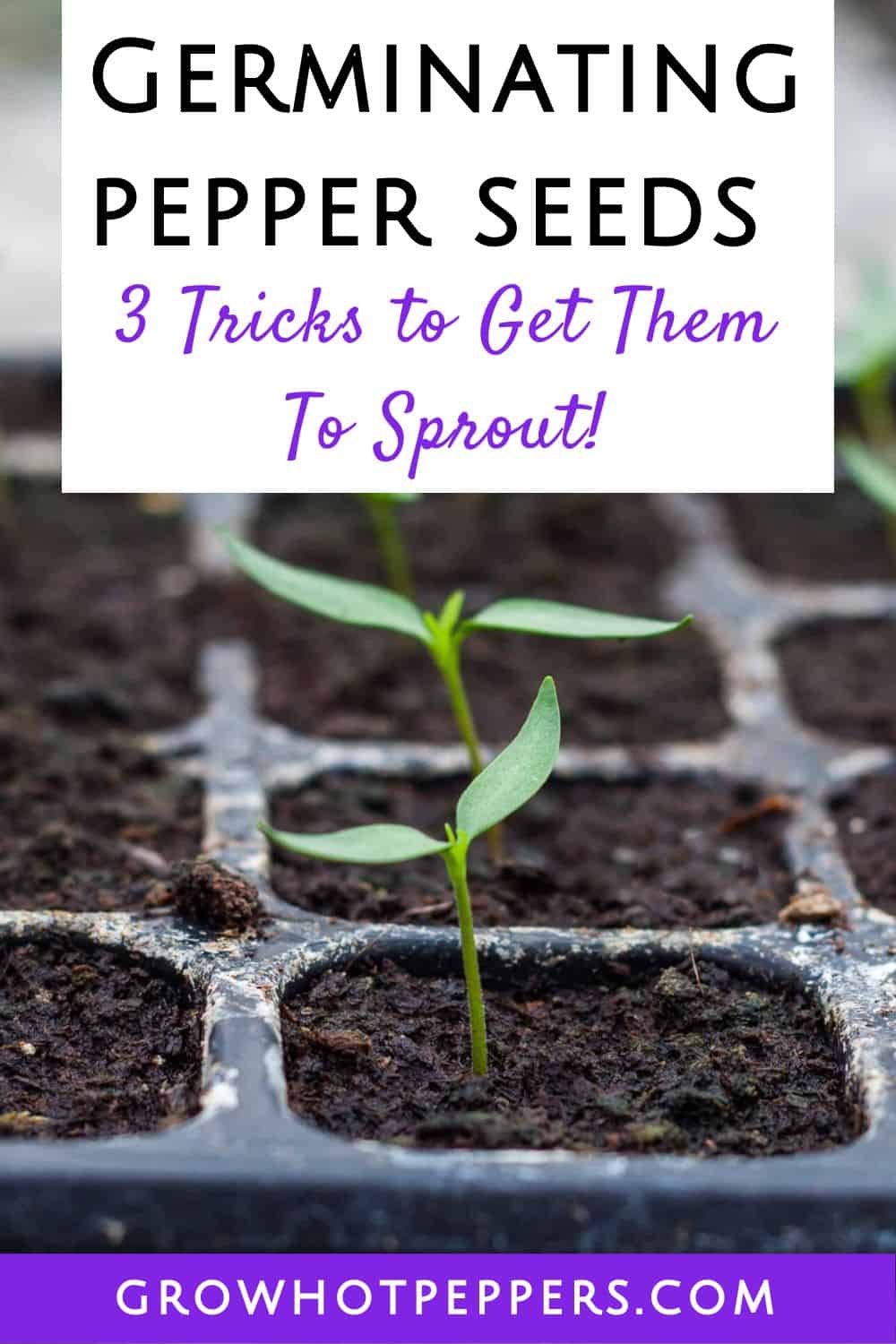 Germinating Pepper Seeds 3 Tricks To Get Them To Sprout Grow Hot Peppers