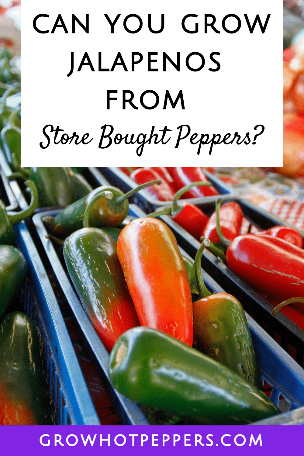 Can You Grow Jalapenos From Store Bought Peppers?