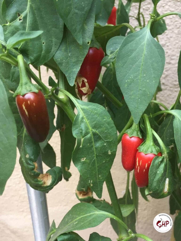 jalapeno pepper plants