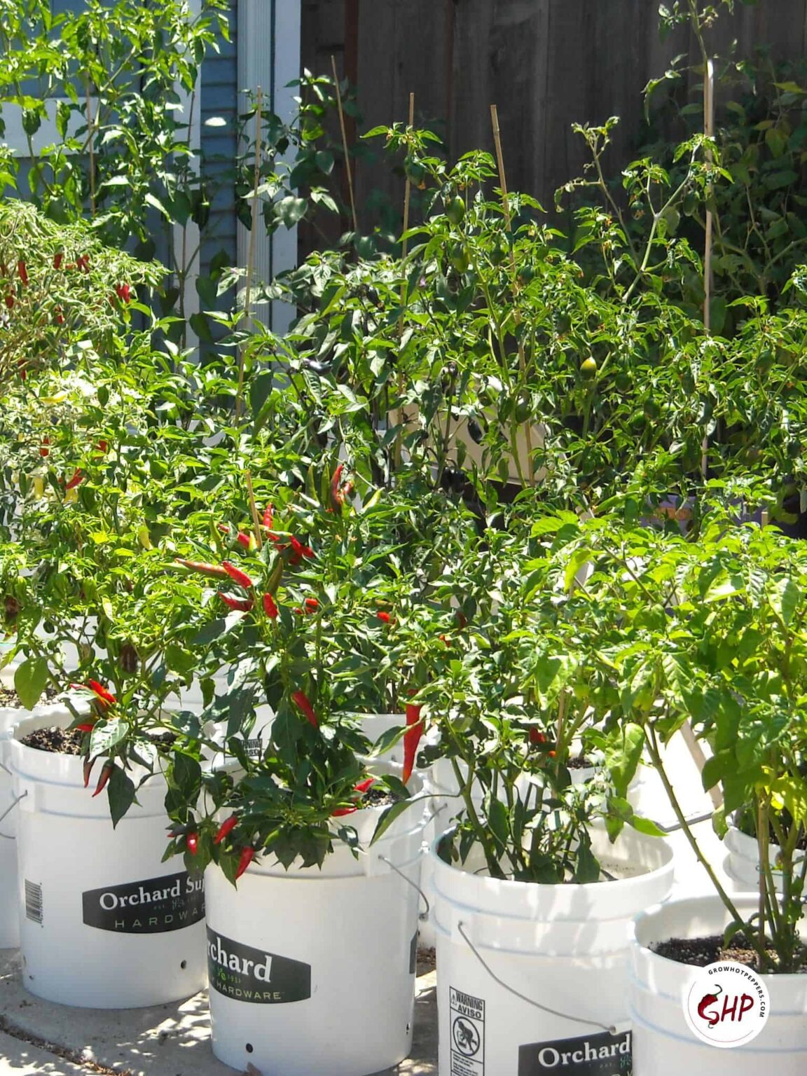 Growing Peppers From Seed To Harvest The Ultimate 11 Step Guide (2024